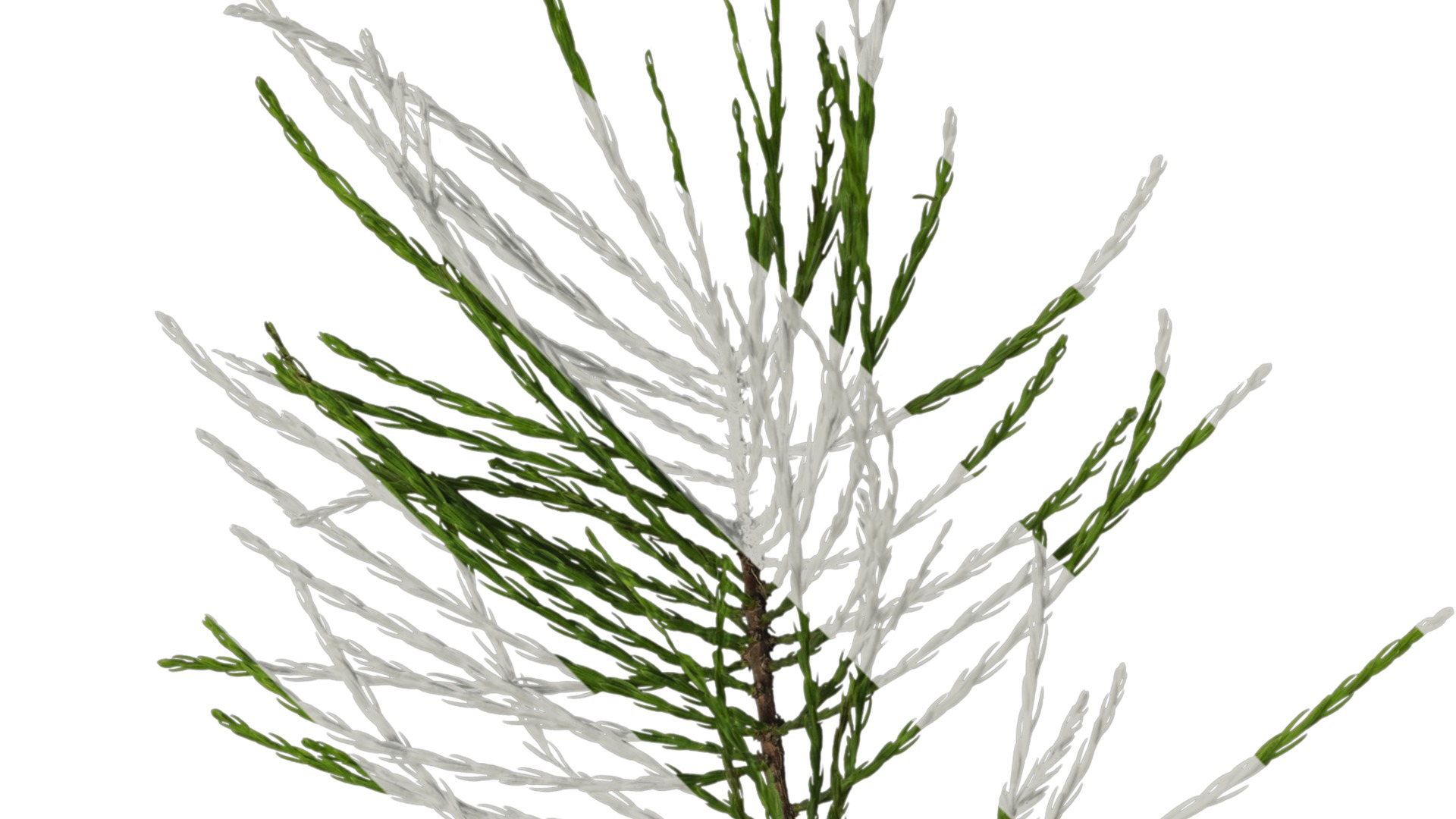 Taxodium ascendens Low-poly 3D model_23