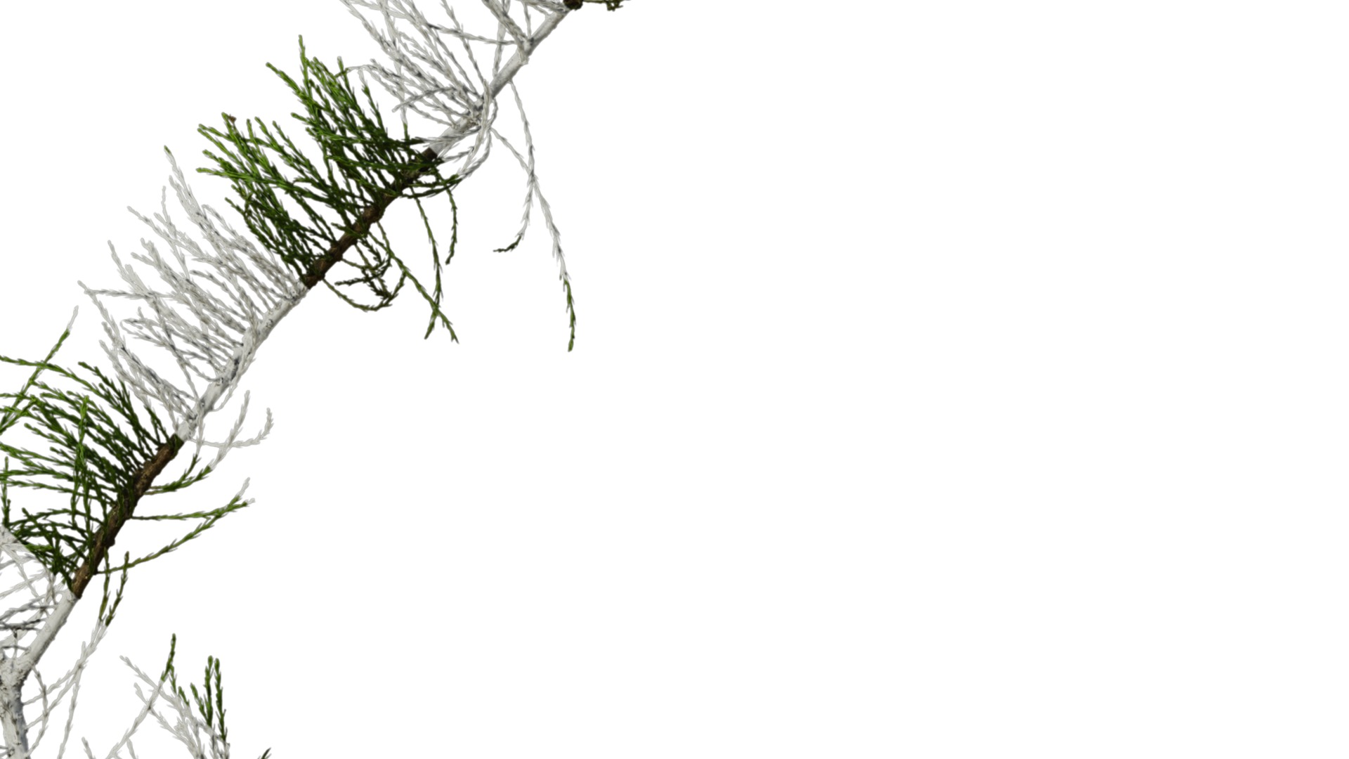 Taxodium ascendens Low-poly 3D model_7