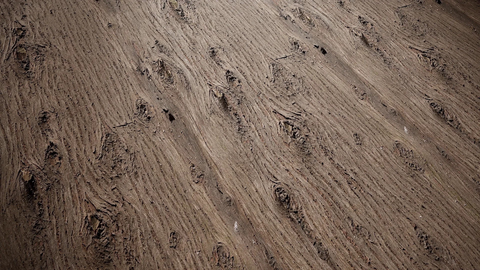 Taxodium ascendens Low-poly 3D model_54