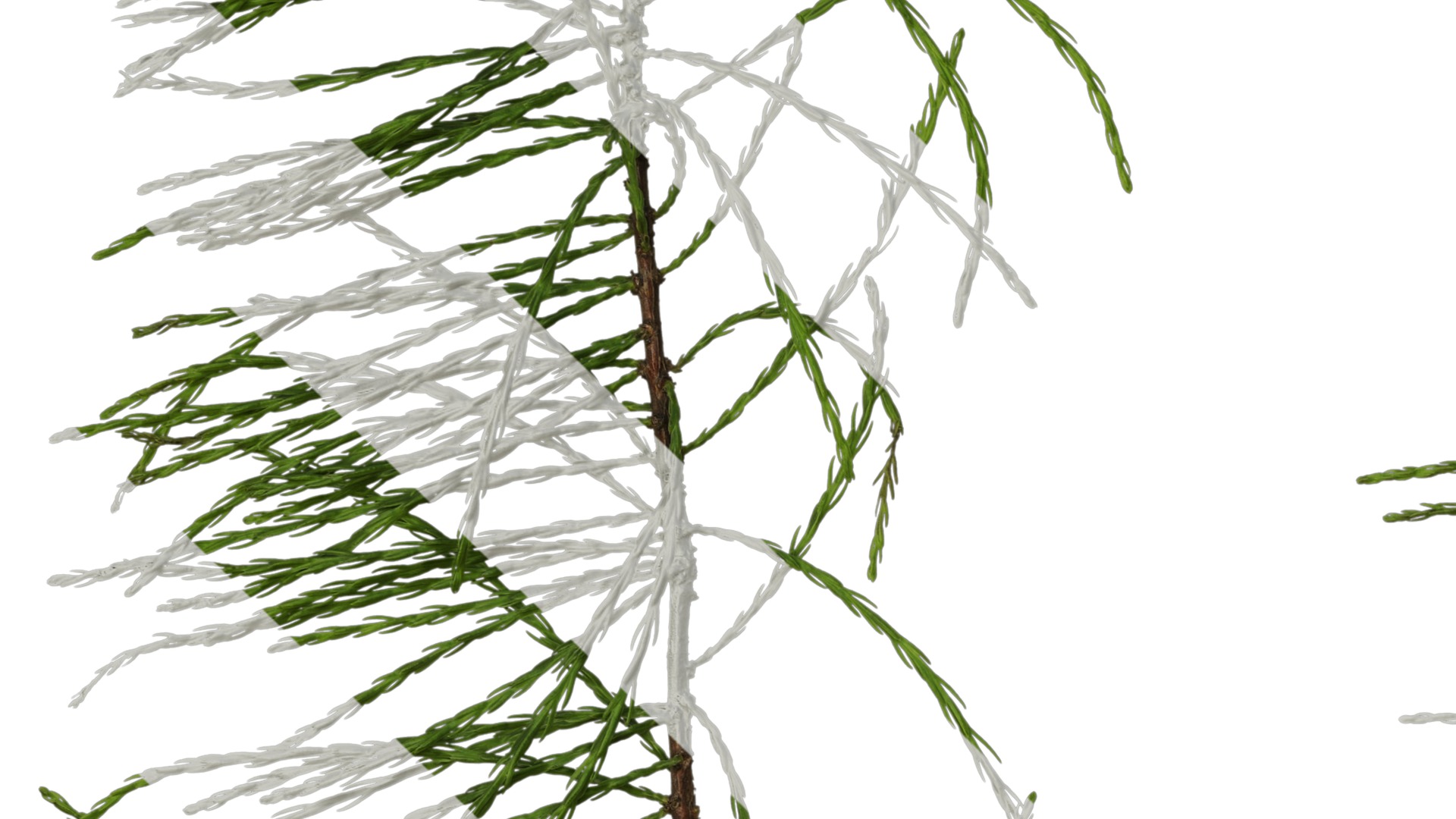 Taxodium ascendens Low-poly 3D model_15