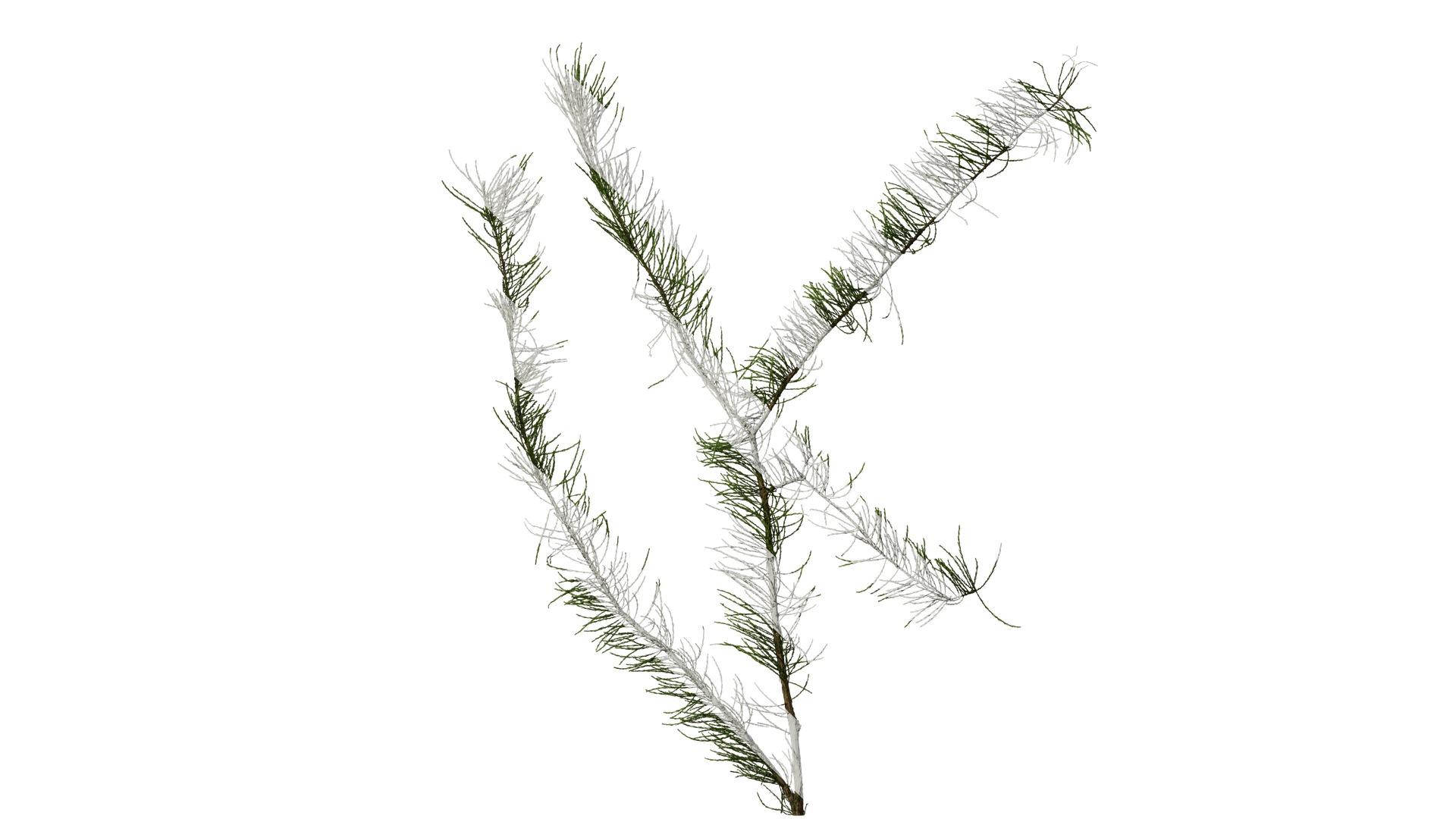 Taxodium ascendens Low-poly 3D model_3