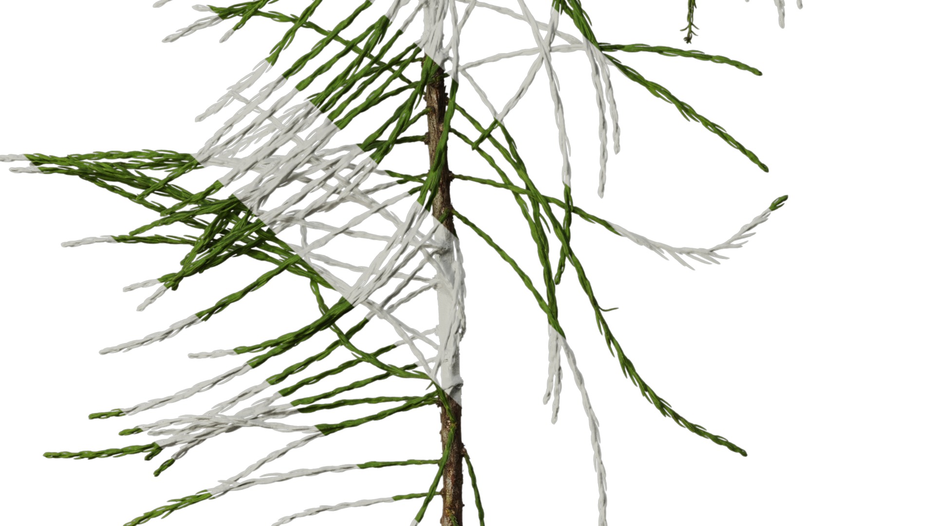 Taxodium ascendens Low-poly 3D model_18