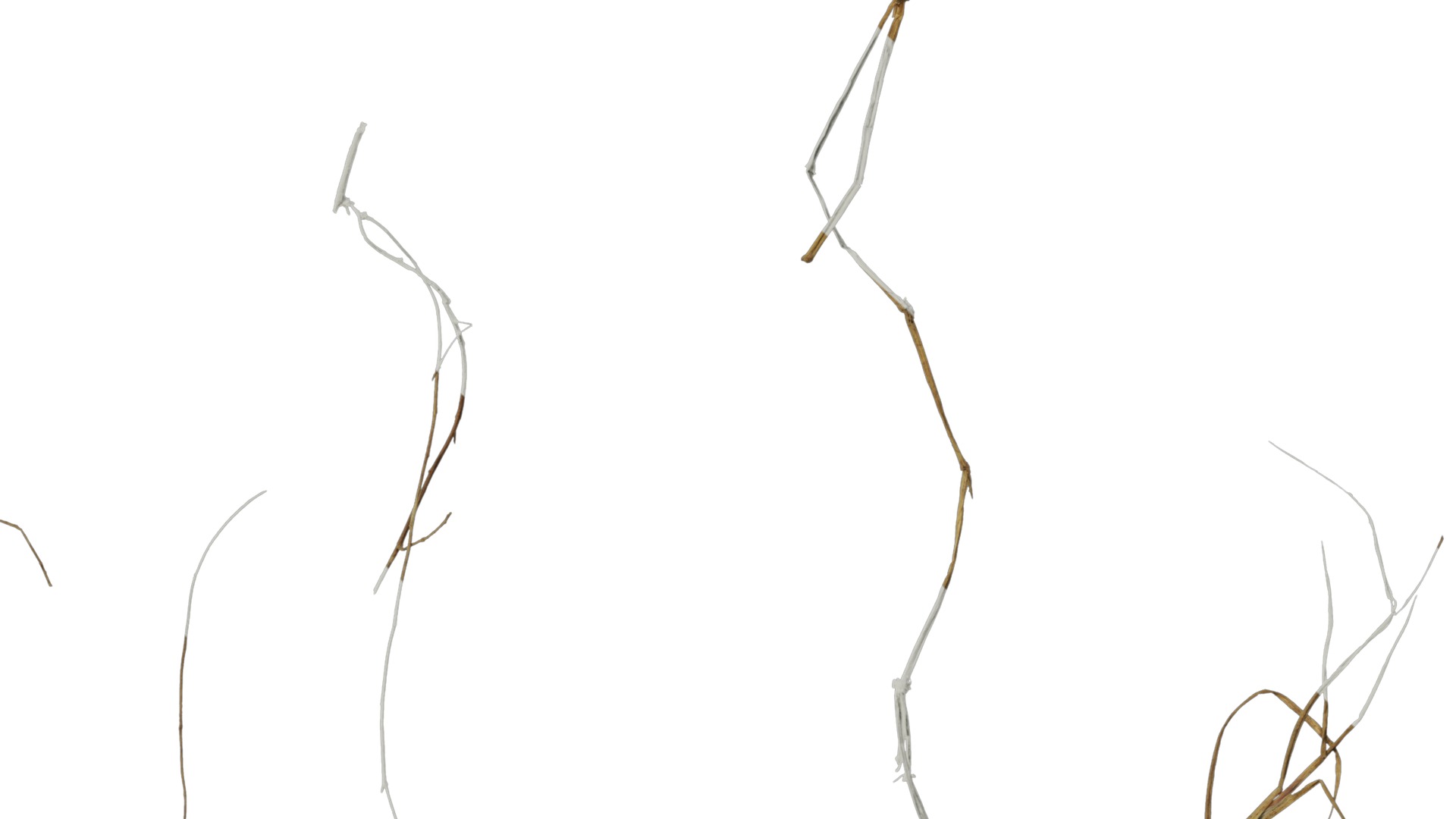 Anydrafts Dead stalks 09 Texture_6