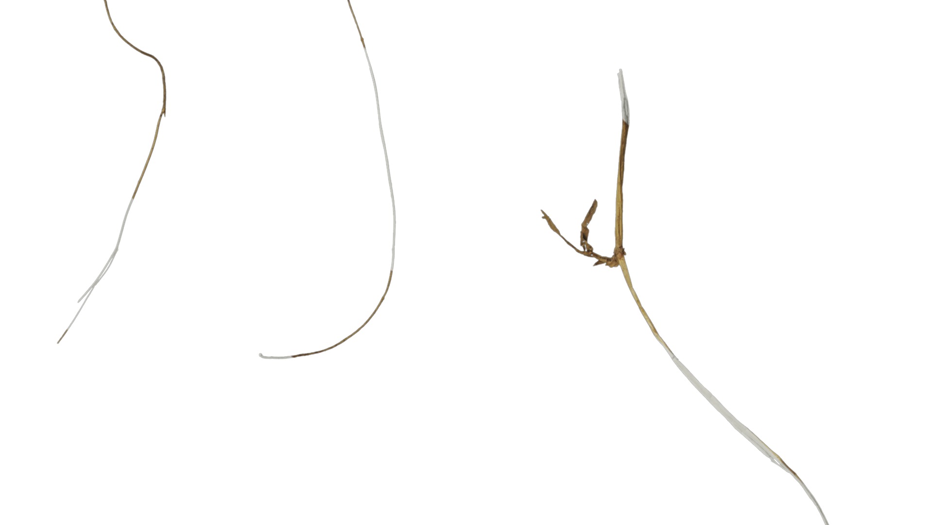 Anydrafts Dead stalks 09 Texture_2