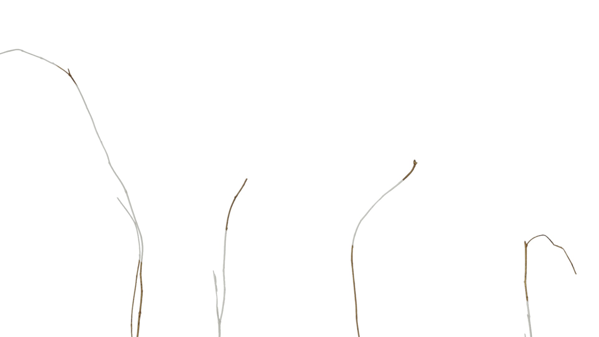 Anydrafts Dead stalks 09 Texture_5