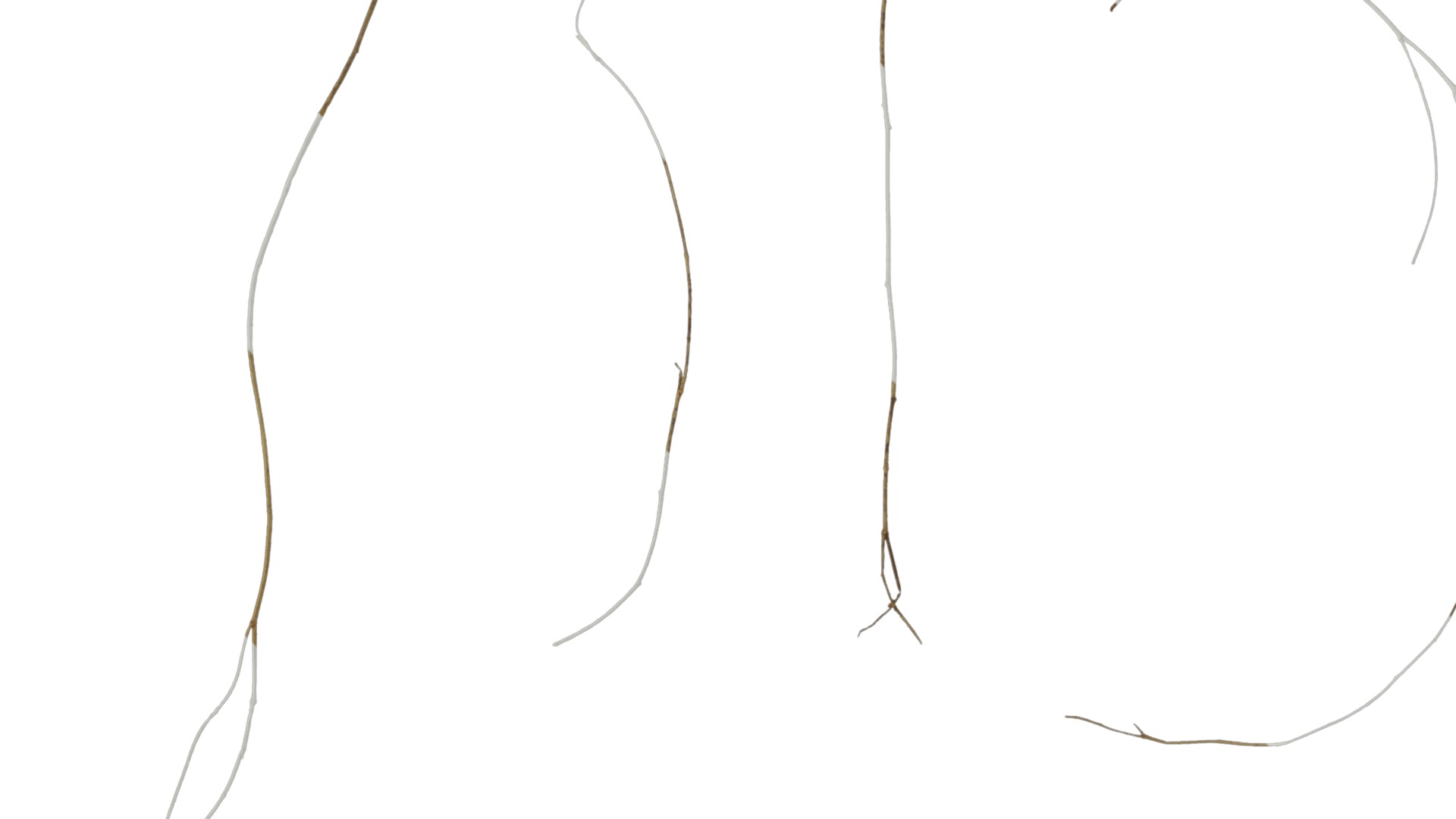 Anydrafts Dead stalks 09 Texture_1