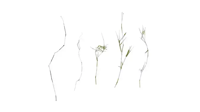 Anydrafts Dead stalks 11