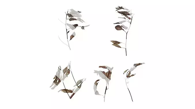 Anydrafts Dried camphor leaves 01