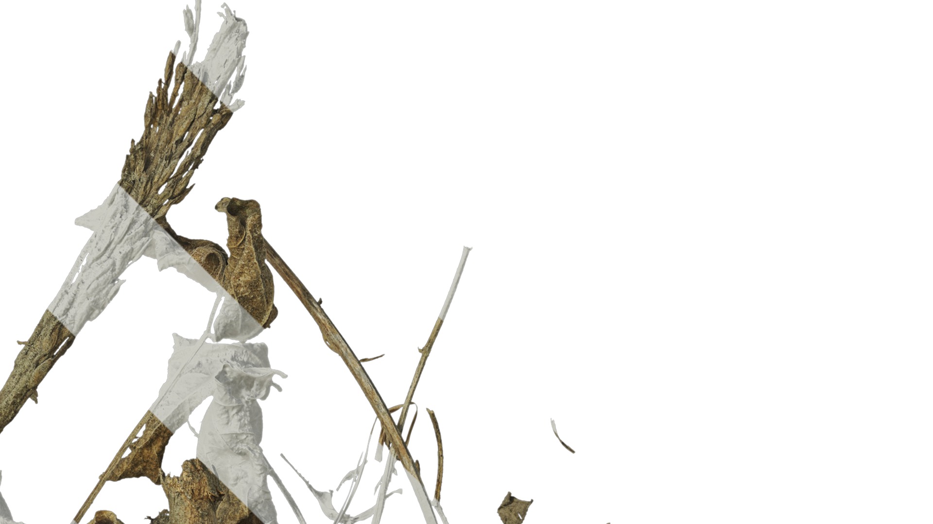 Anydrafts Pile of dead leaves 01 Texture_2