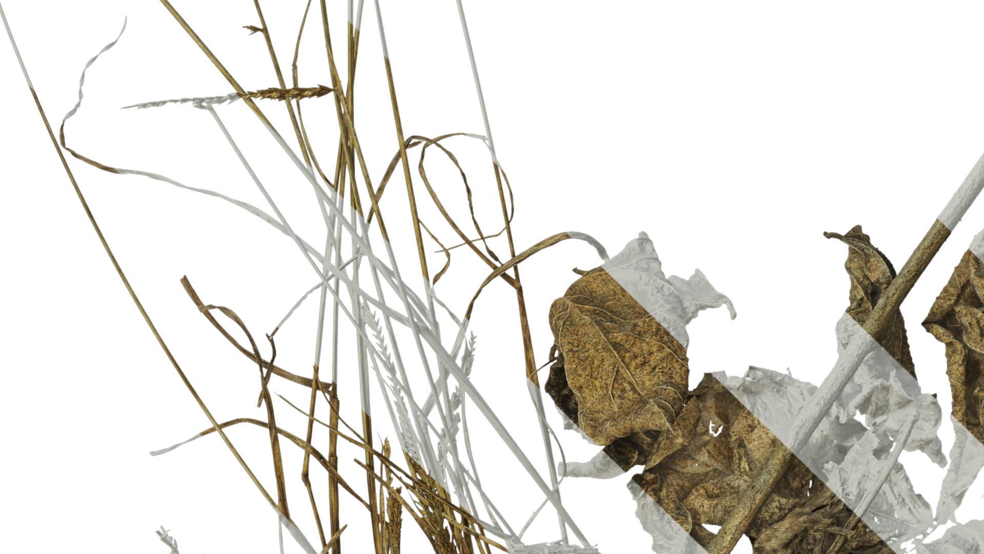 Anydrafts Pile of dead leaves 01 Texture_3