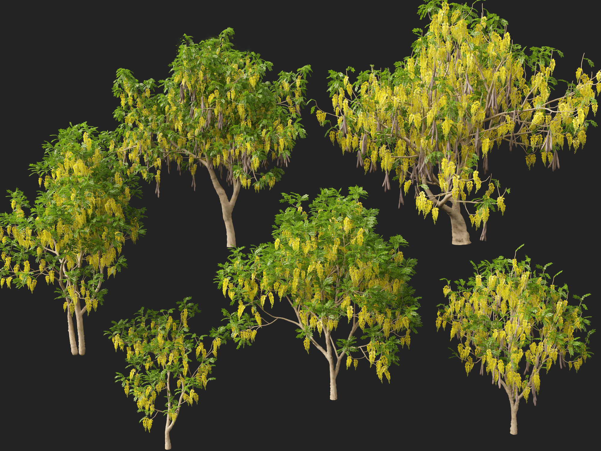 HighPolyLowPoly Cassia fistula - golden shower tree Low-poly 3D model_7