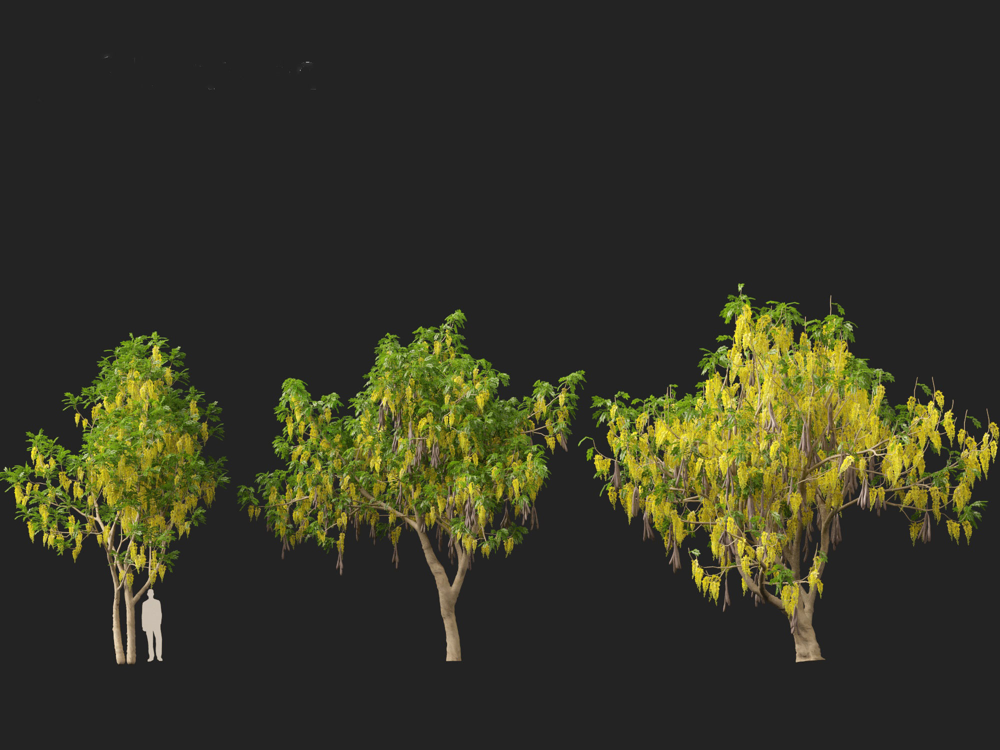 HighPolyLowPoly Cassia fistula - golden shower tree Low-poly 3D model_6