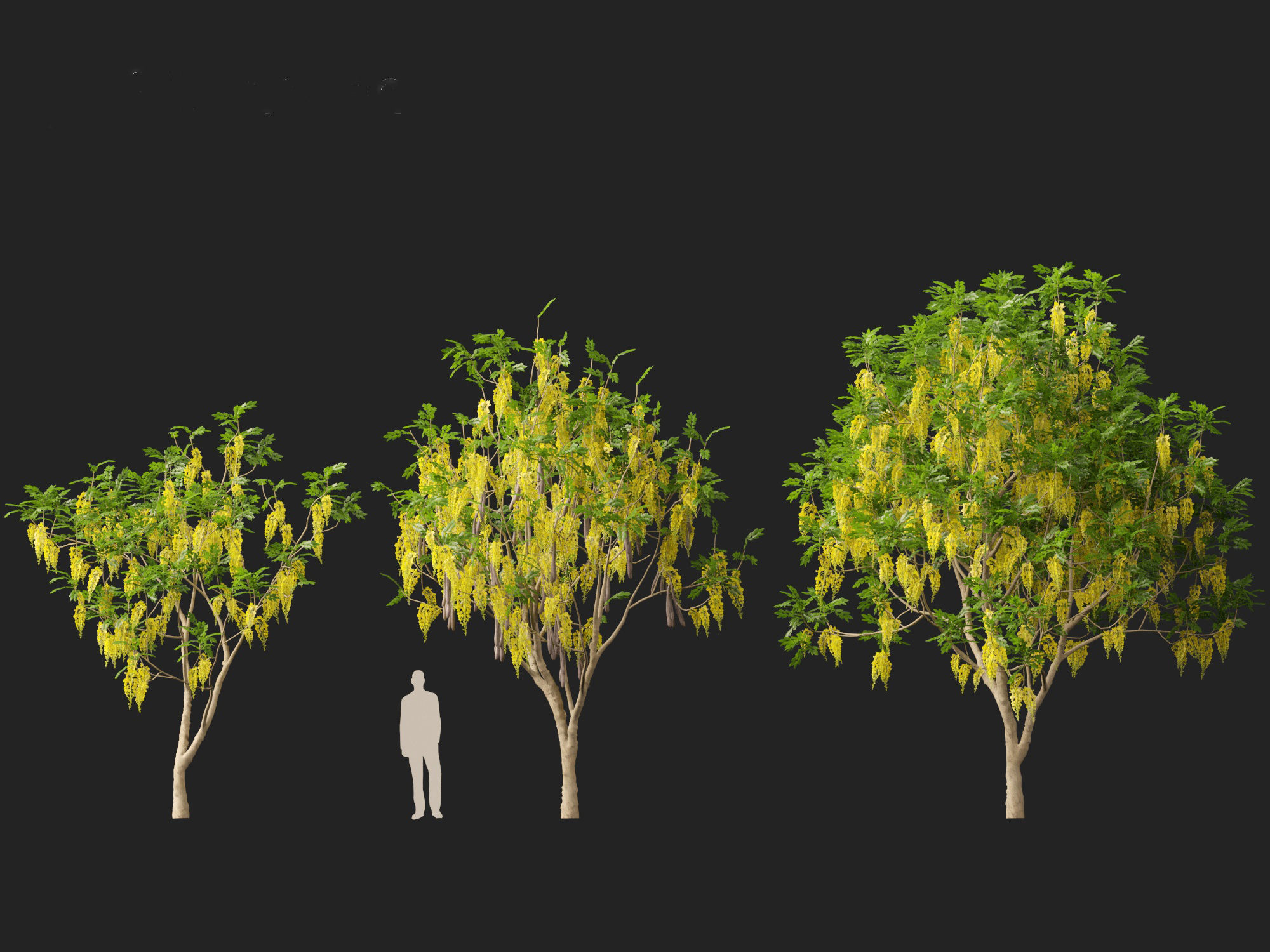 HighPolyLowPoly Cassia fistula - golden shower tree Low-poly 3D model_4