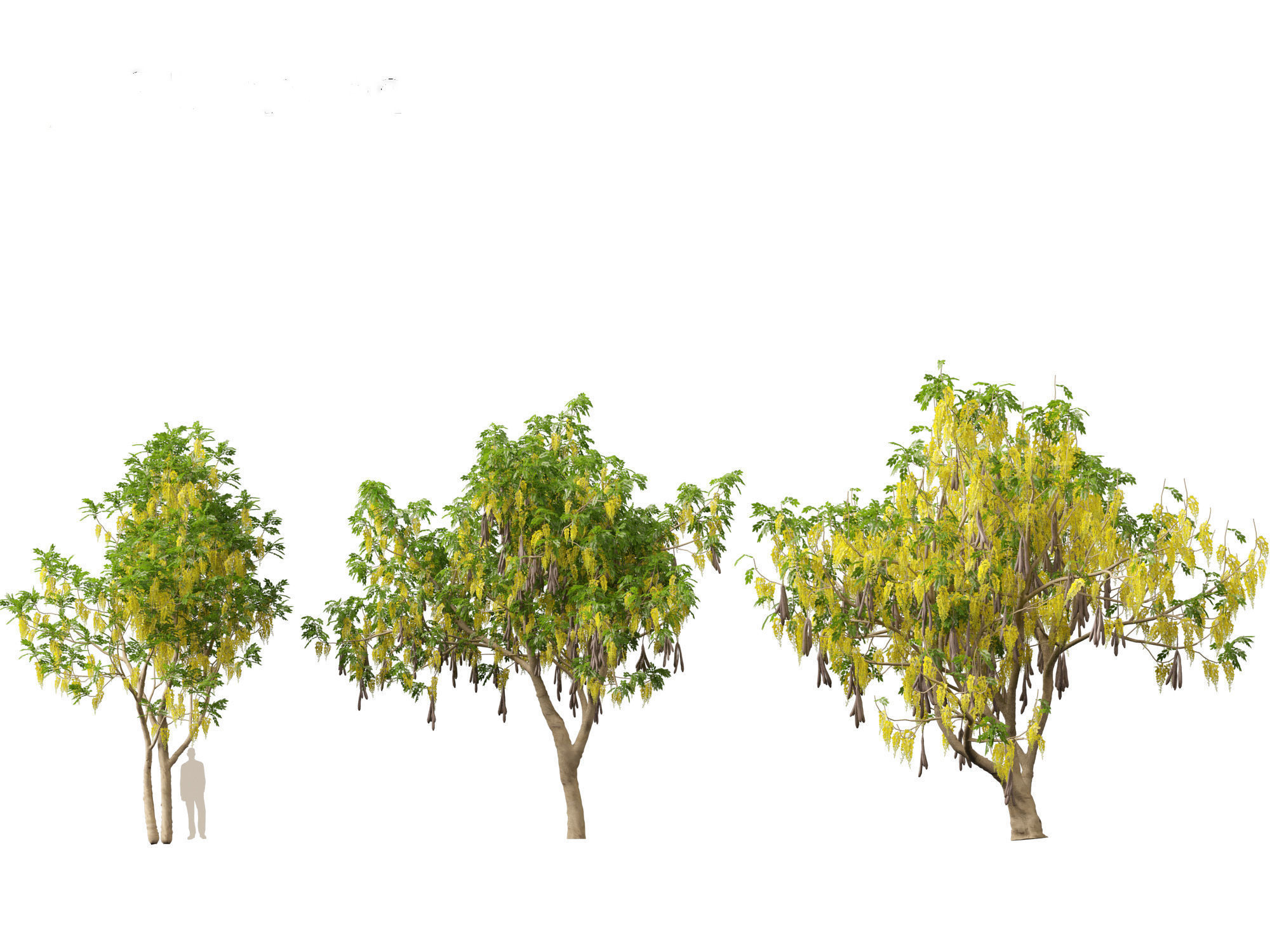 HighPolyLowPoly Cassia fistula - golden shower tree Low-poly 3D model_5