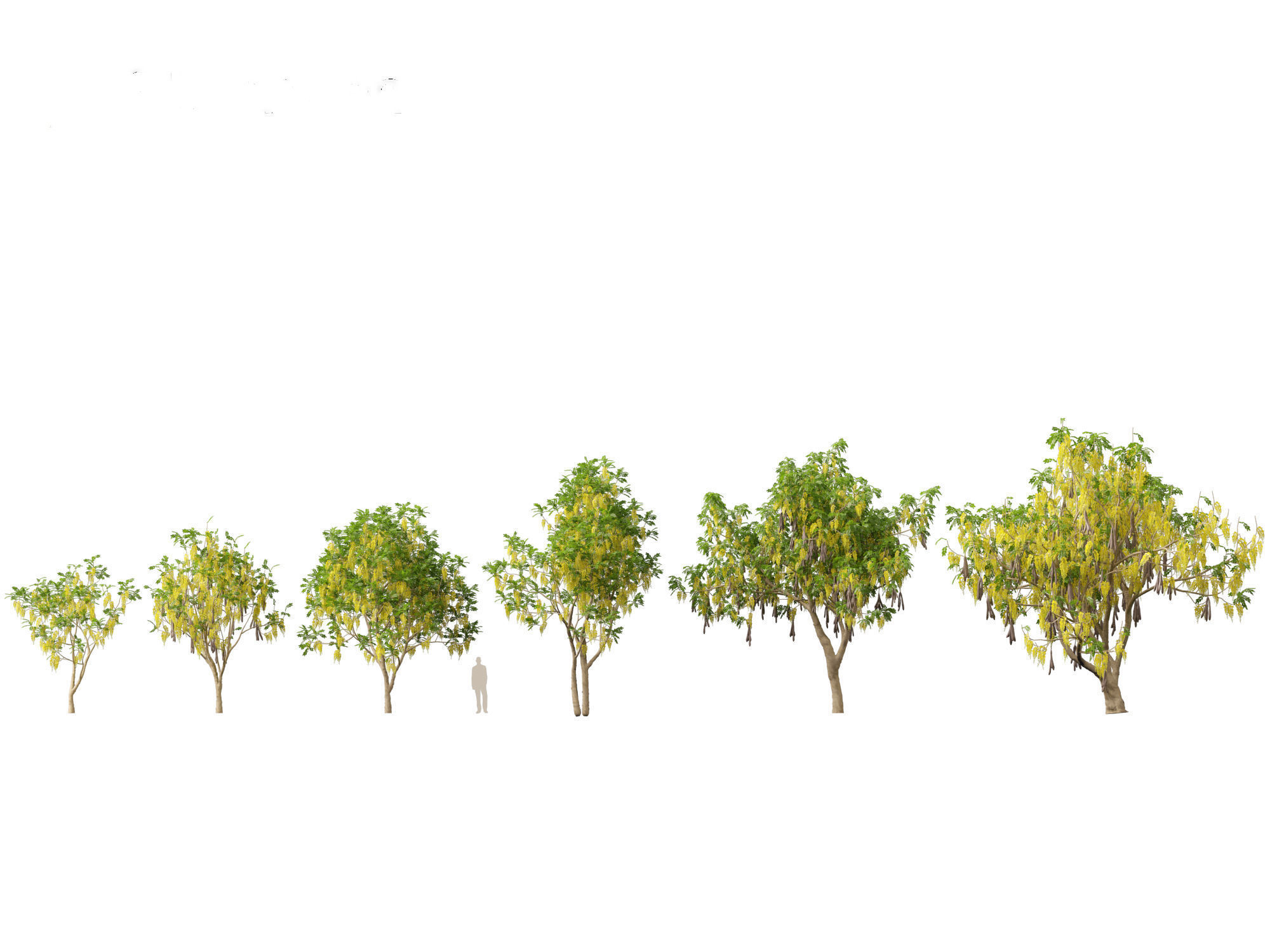 HighPolyLowPoly Cassia fistula - golden shower tree Low-poly 3D model_1