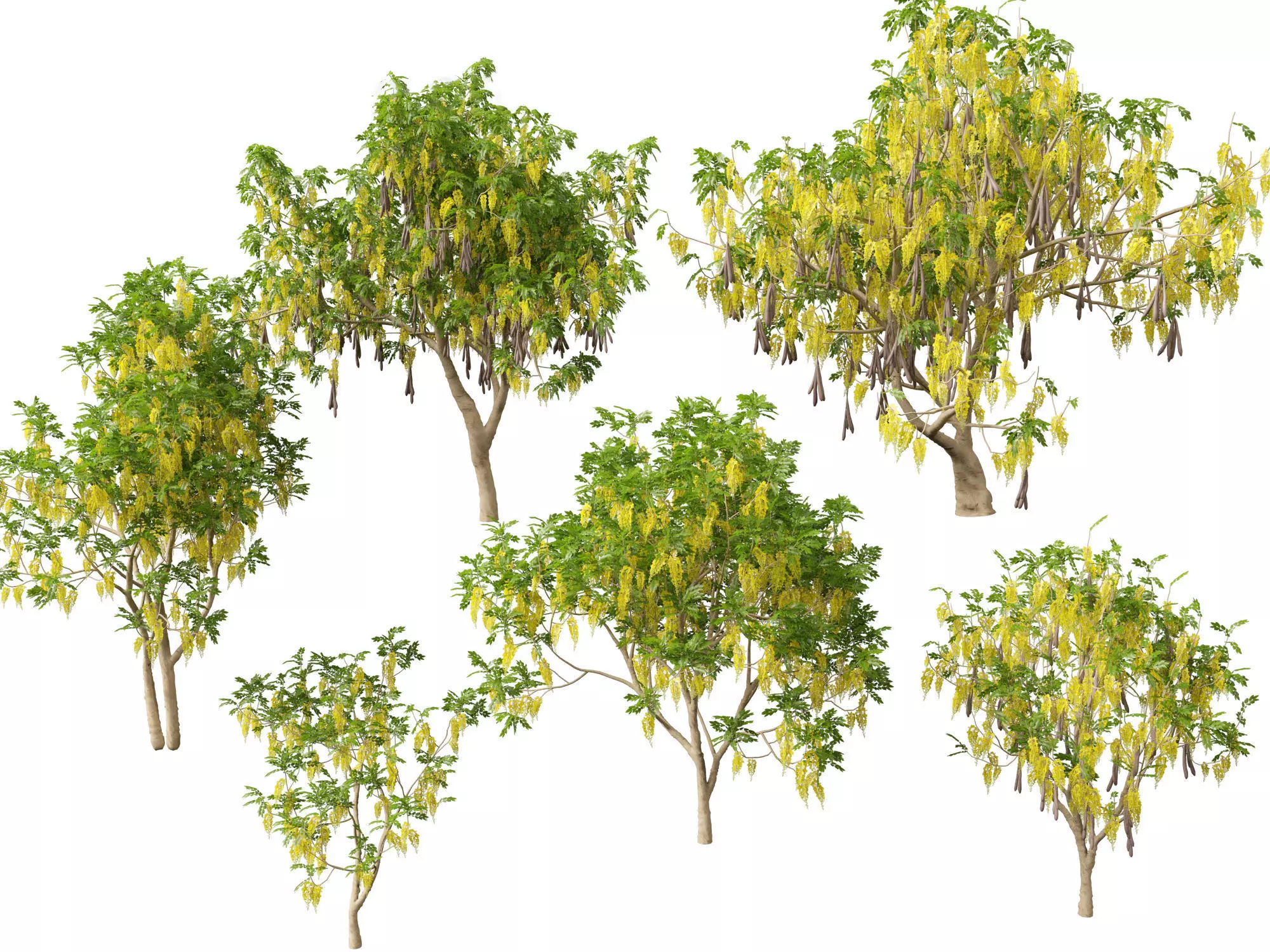 HighPolyLowPoly Cassia fistula - golden shower tree Low-poly 3D model_0