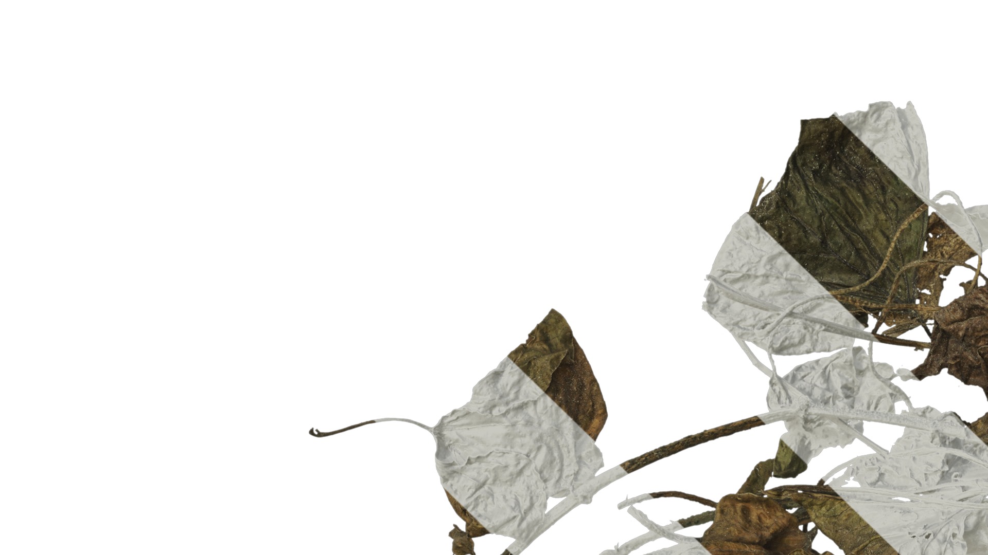 Anydrafts Pile of dead leaves 06 Texture_3