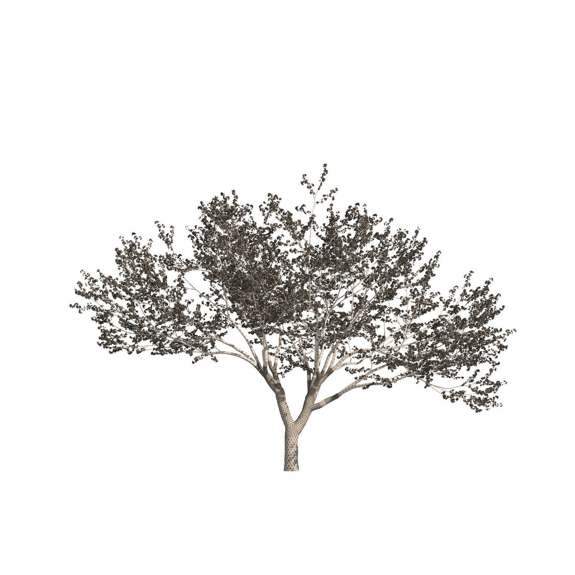 Flowering Trees 3d Pack 3D model_34