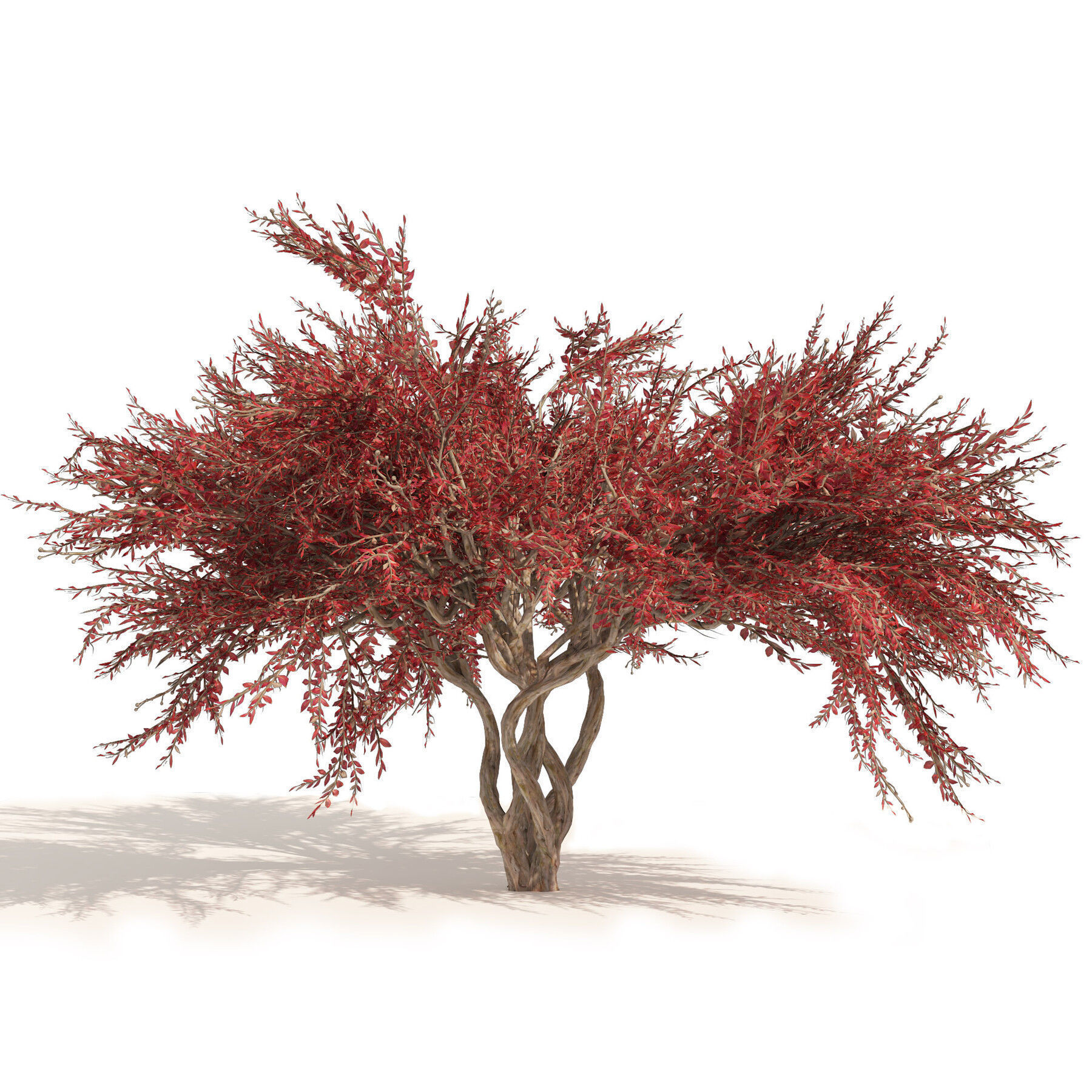 Flowering Trees 3d Pack 3D model_32