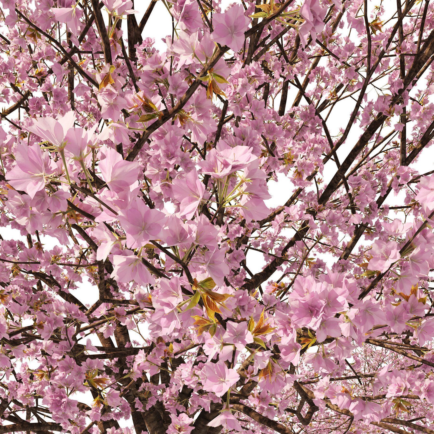 Flowering Trees 3d Pack 3D model_12