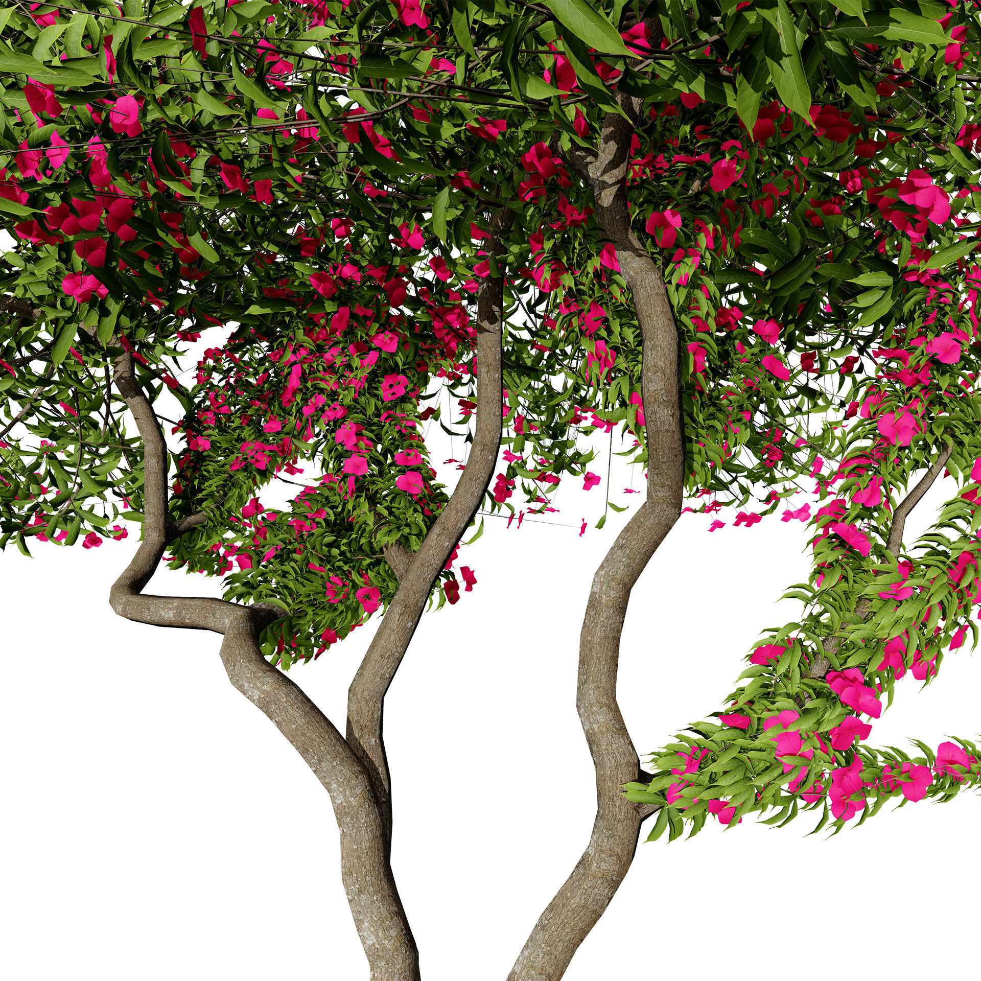 Flowering Trees 3d Pack 3D model_21