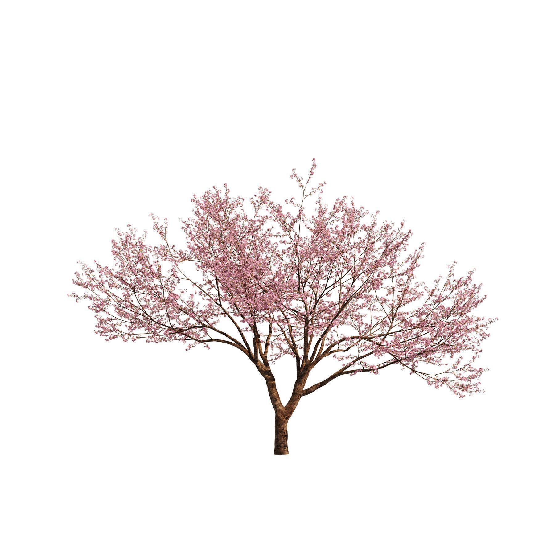 Flowering Trees 3d Pack 3D model_16
