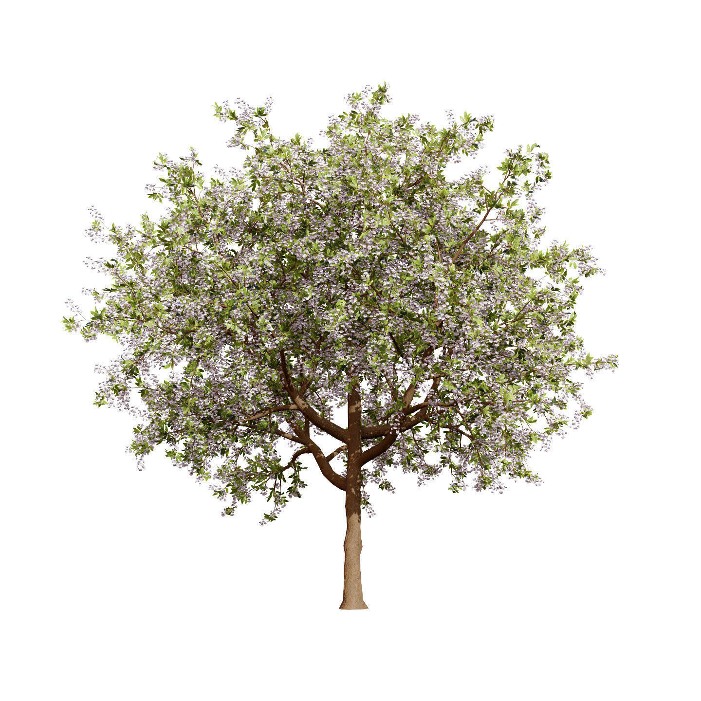 Flowering Trees 3d Pack 3D model_23