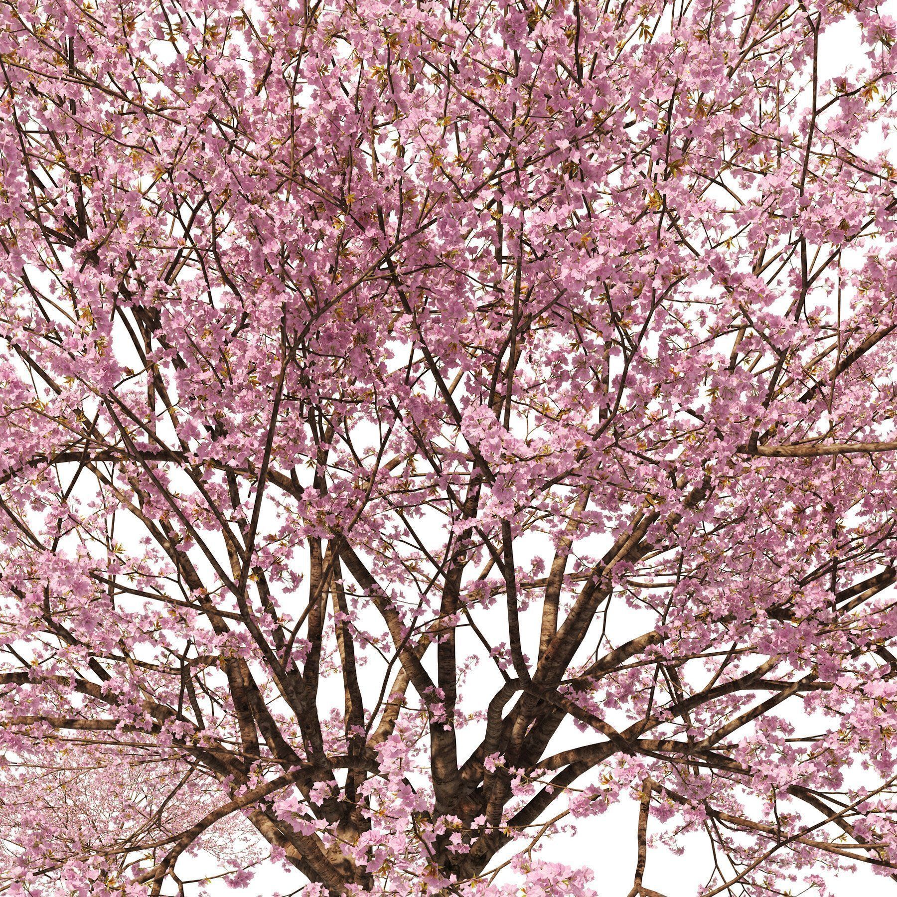 Flowering Trees 3d Pack 3D model_9