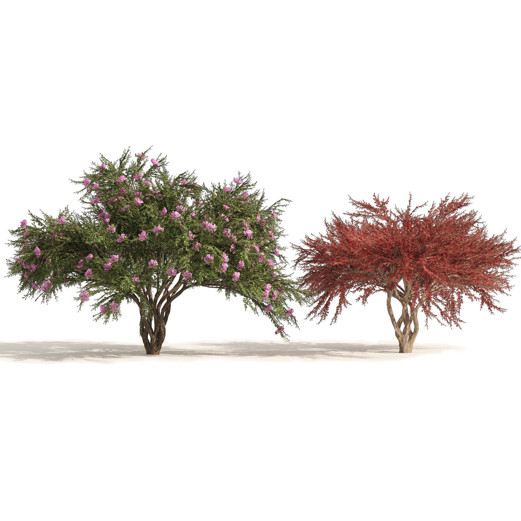 Flowering Trees 3d Pack 3D model_30