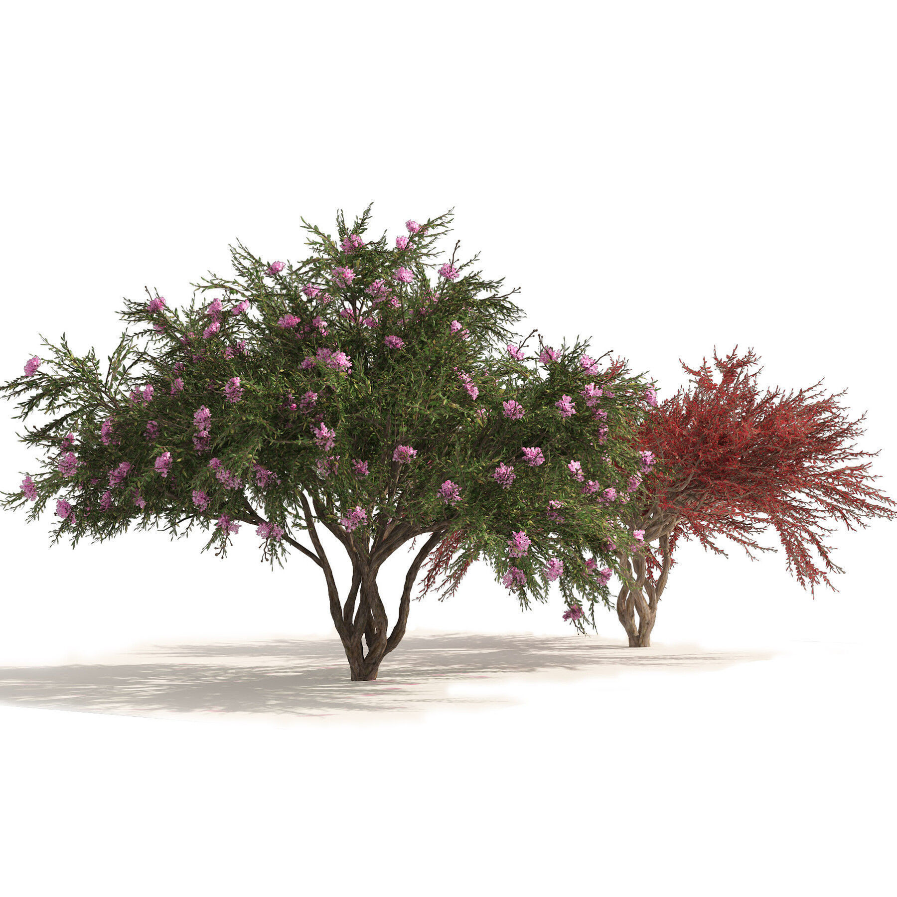 Flowering Trees 3d Pack 3D model_15