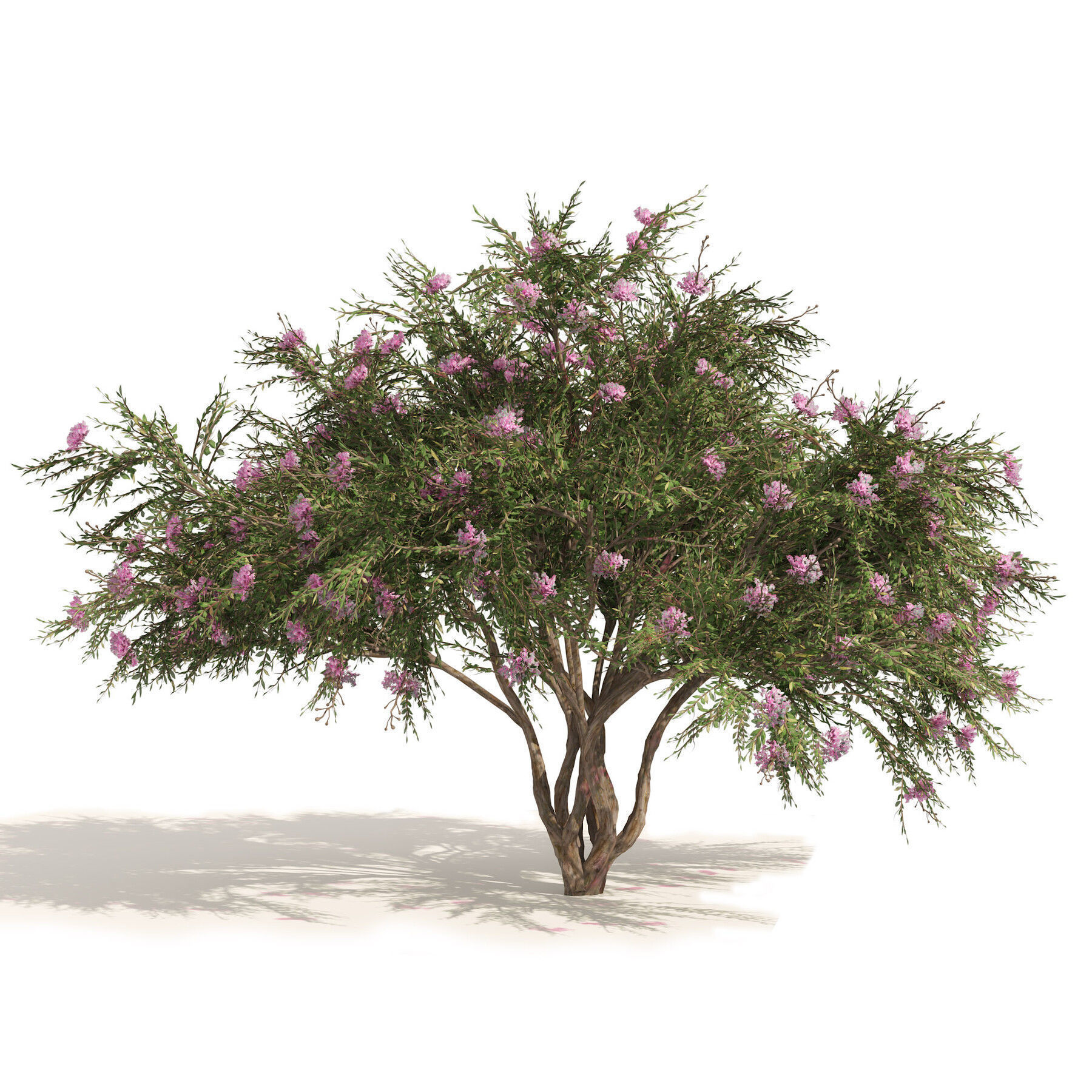 Flowering Trees 3d Pack 3D model_14