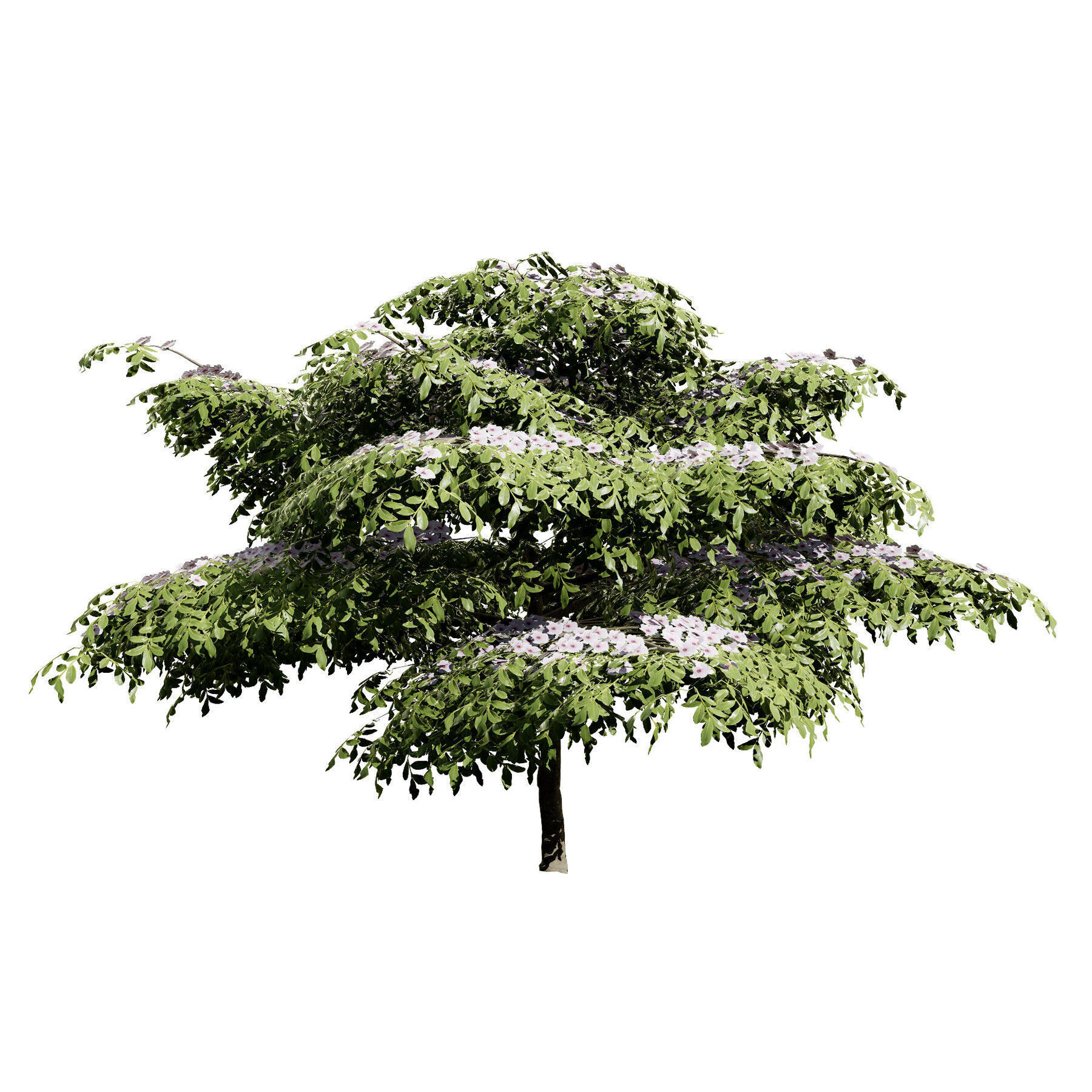 Flowering Trees 3d Pack 3D model_20