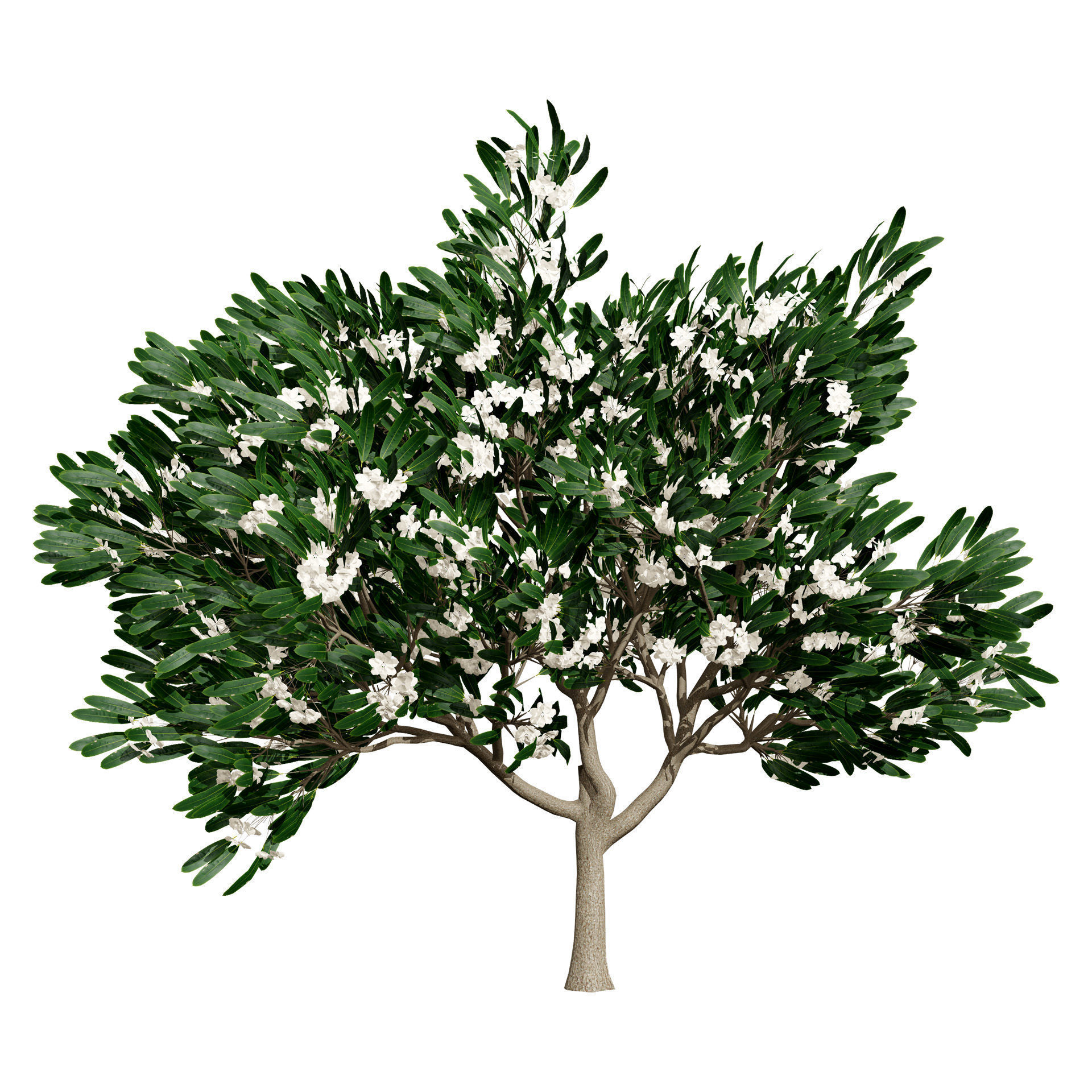 Flowering Trees 3d Pack 3D model_11