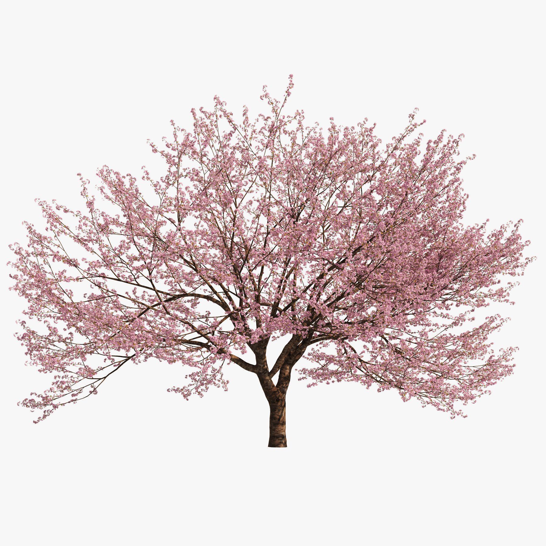 Flowering Trees 3d Pack 3D model_8