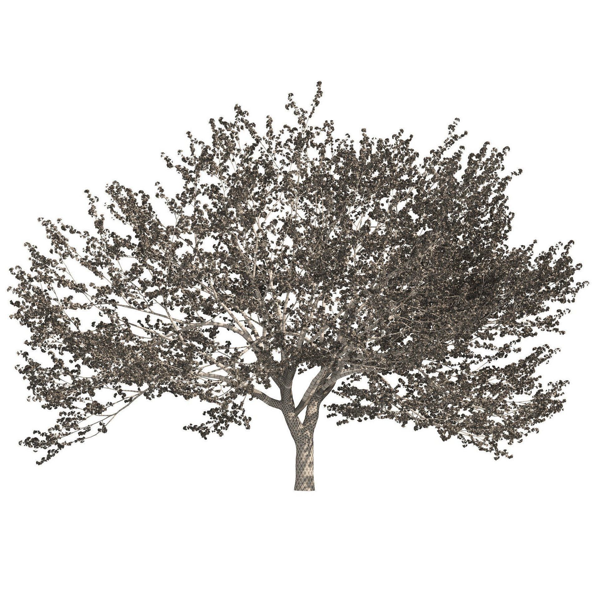 Flowering Trees 3d Pack 3D model_36