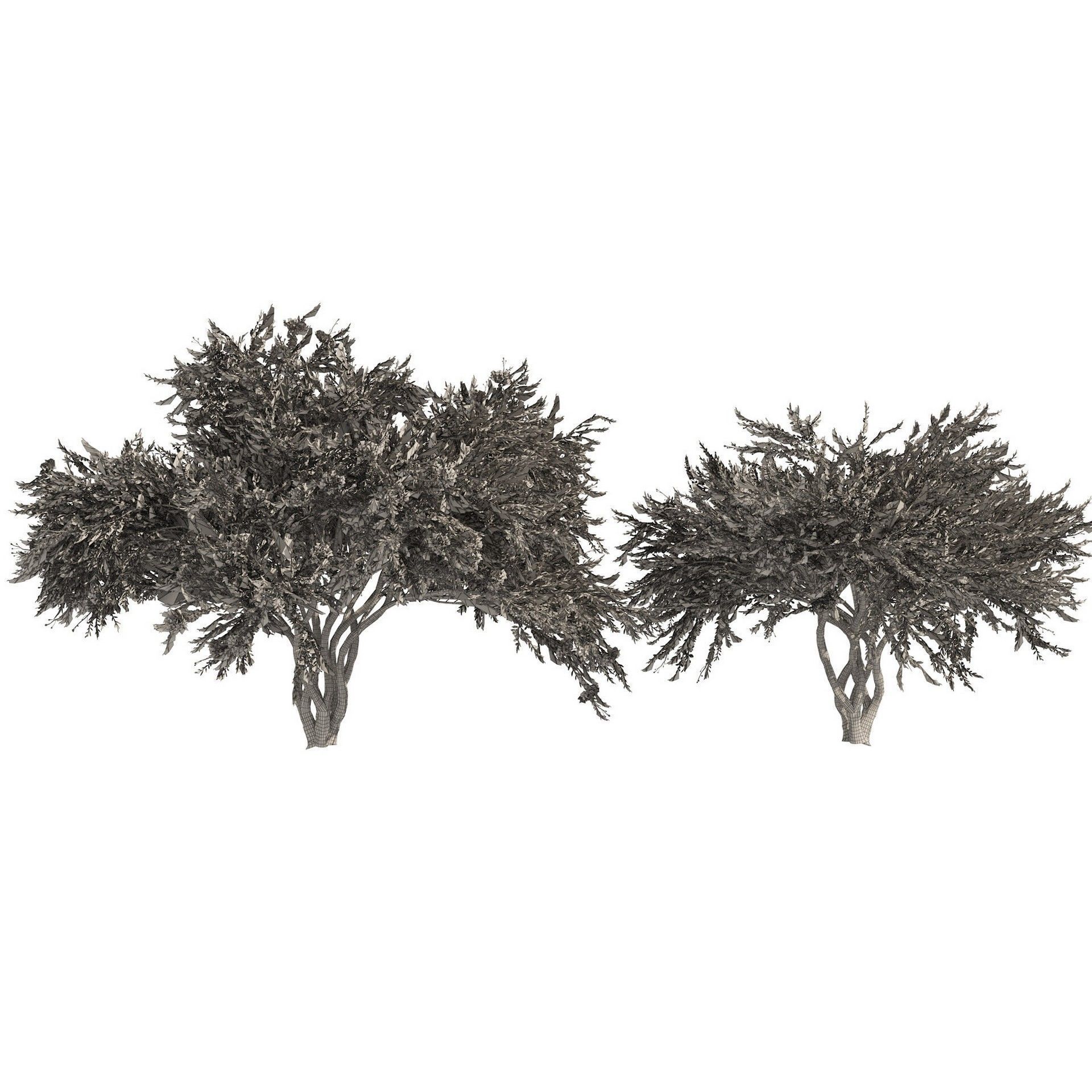 Flowering Trees 3d Pack 3D model_39