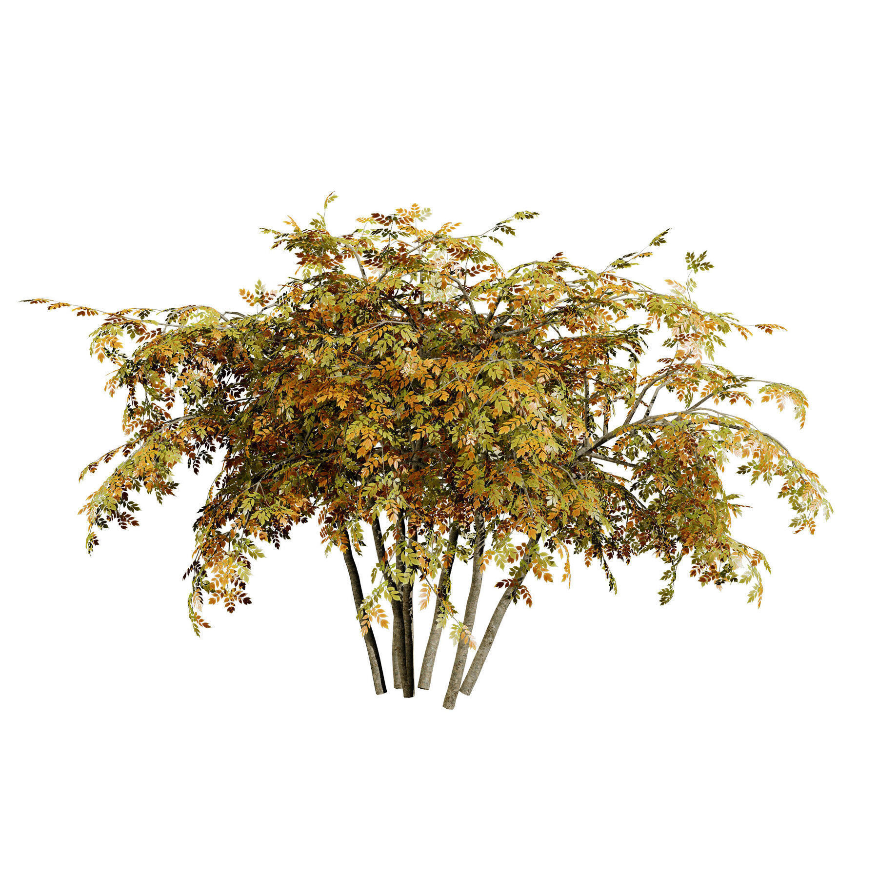 Flowering Trees 3d Pack 3D model_25