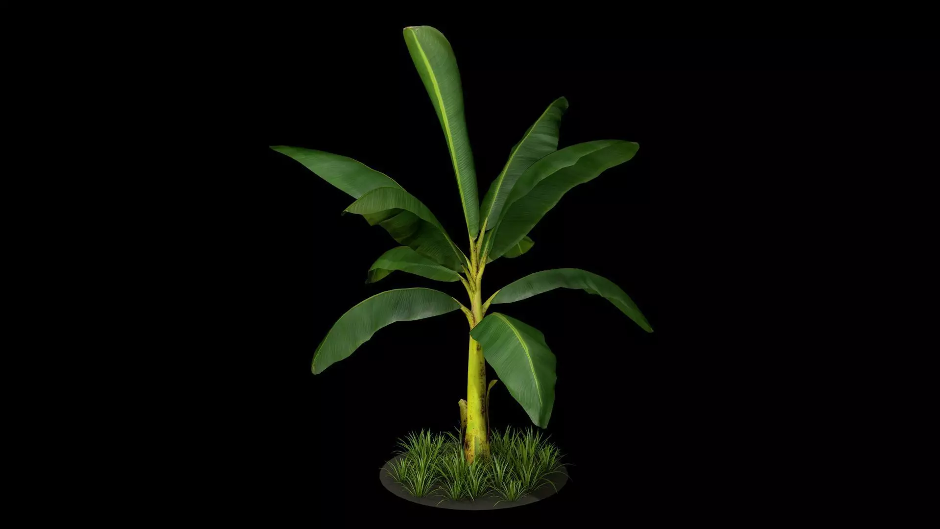 Banana Tree R3 3D model_0