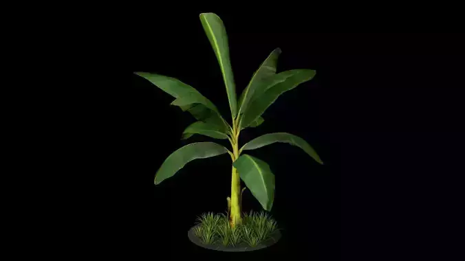 Banana Tree R3 3D model
