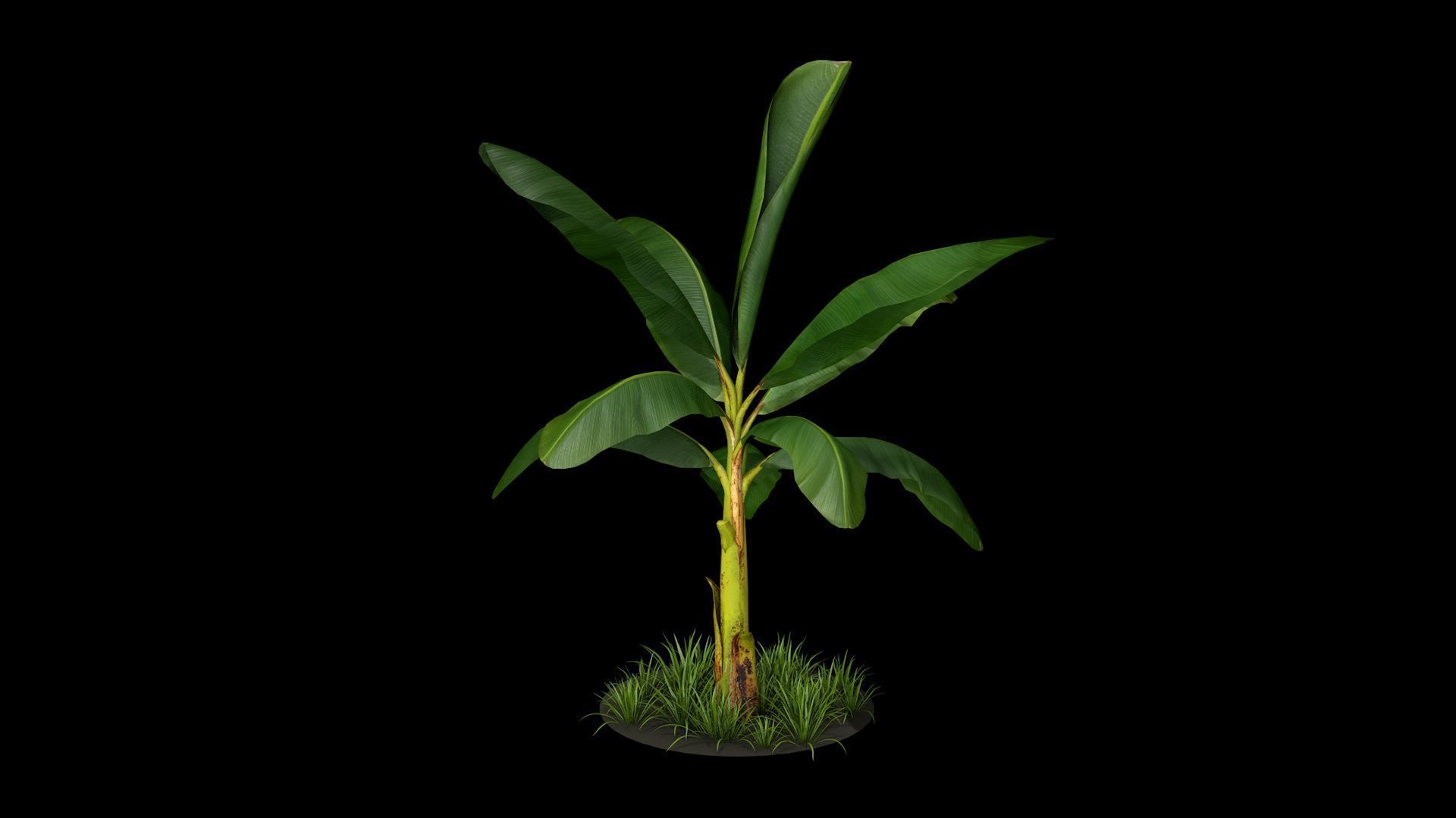 Banana Tree R3 3D model_1