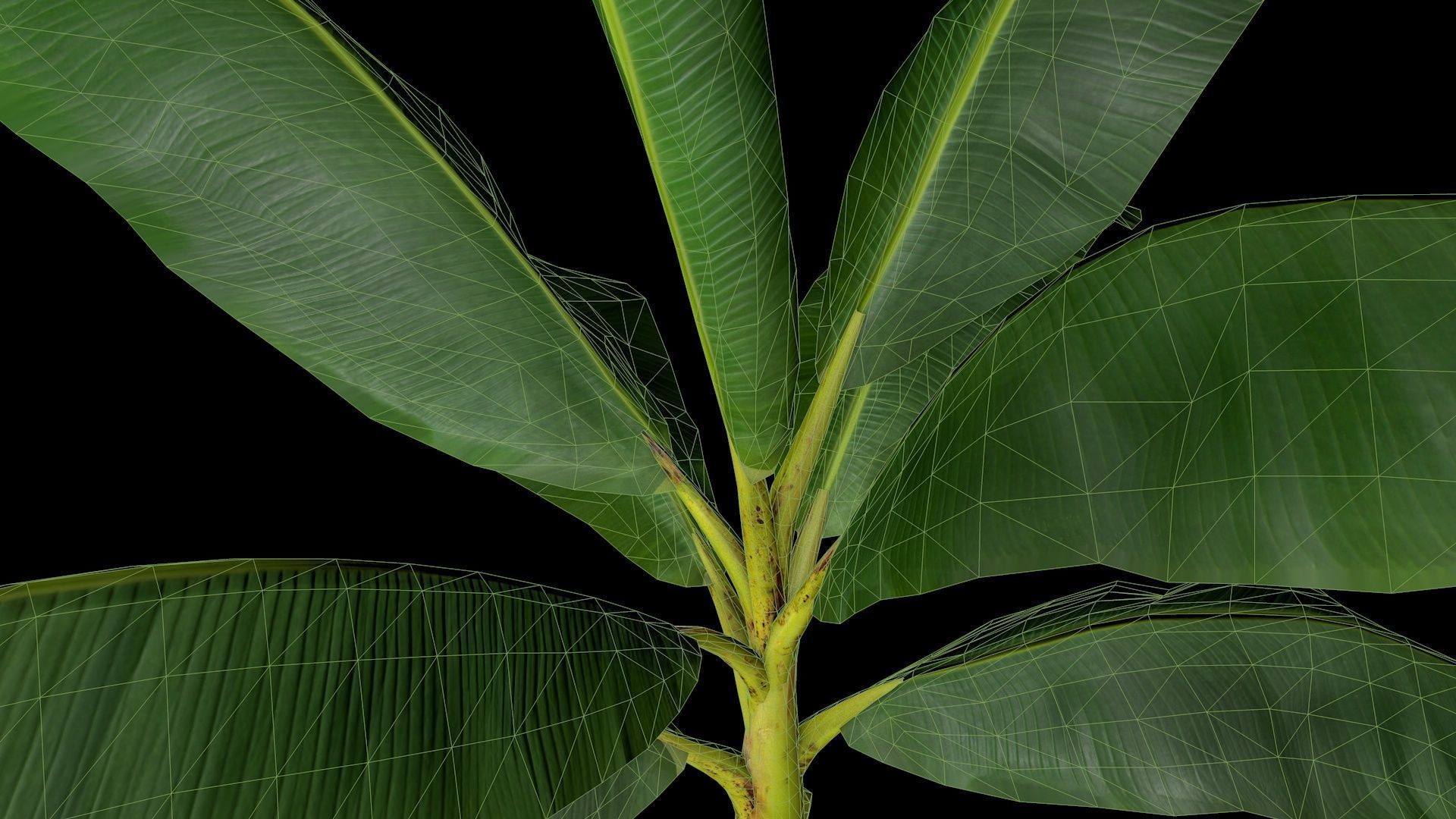 Banana Tree R3 3D model_7