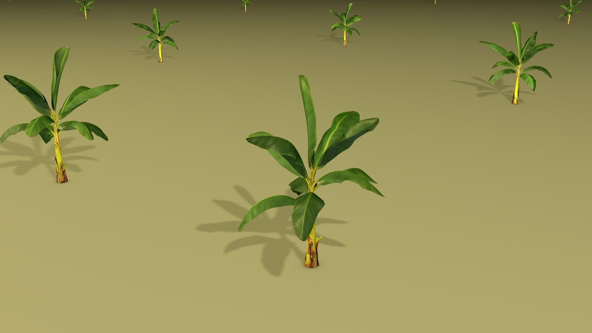 Banana Tree R3 3D model_5