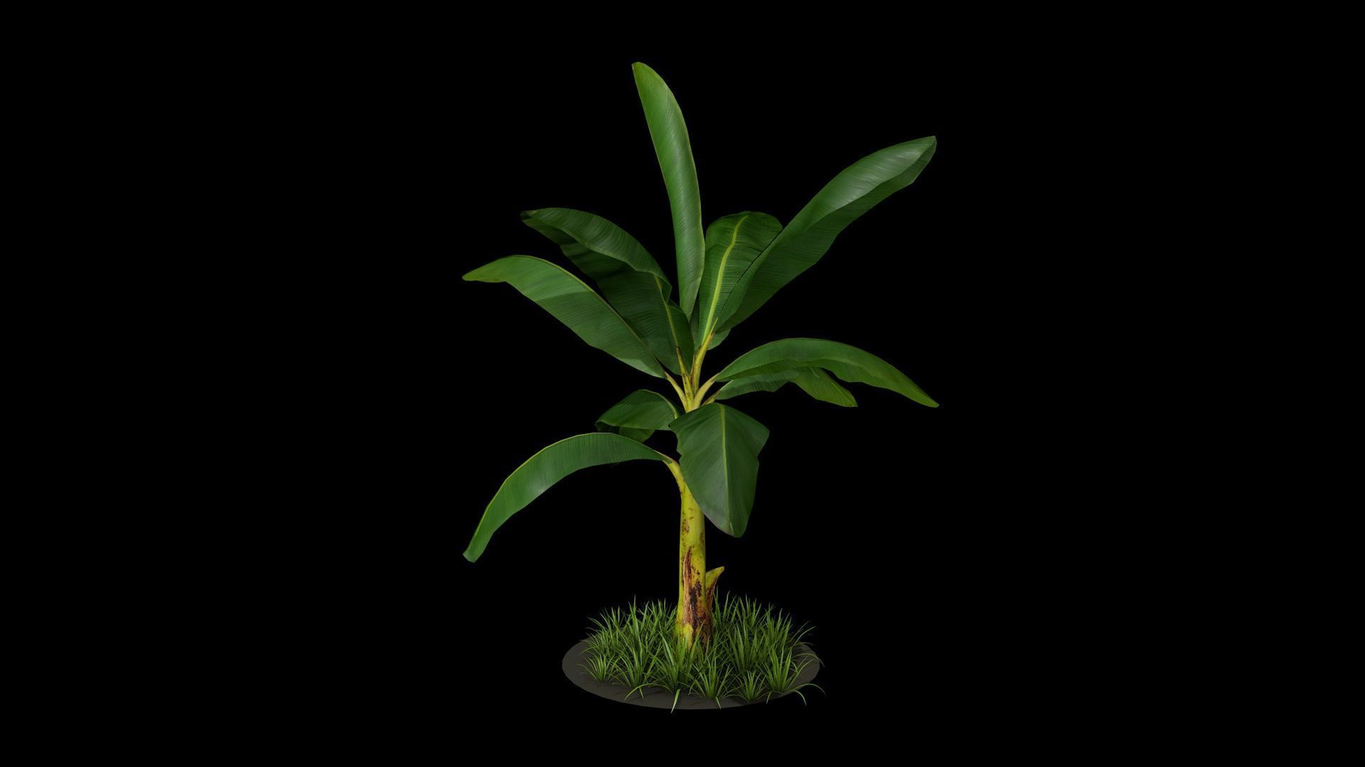Banana Tree R3 3D model_2