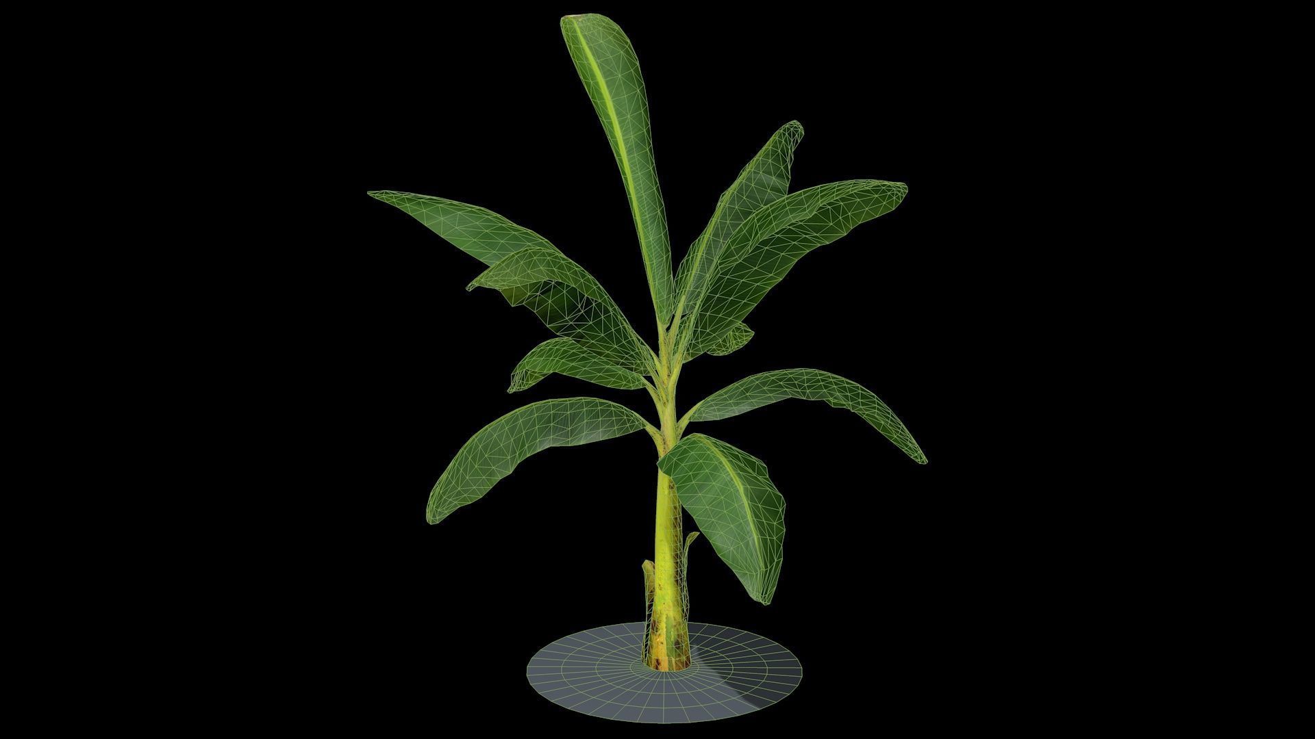 Banana Tree R3 3D model_6