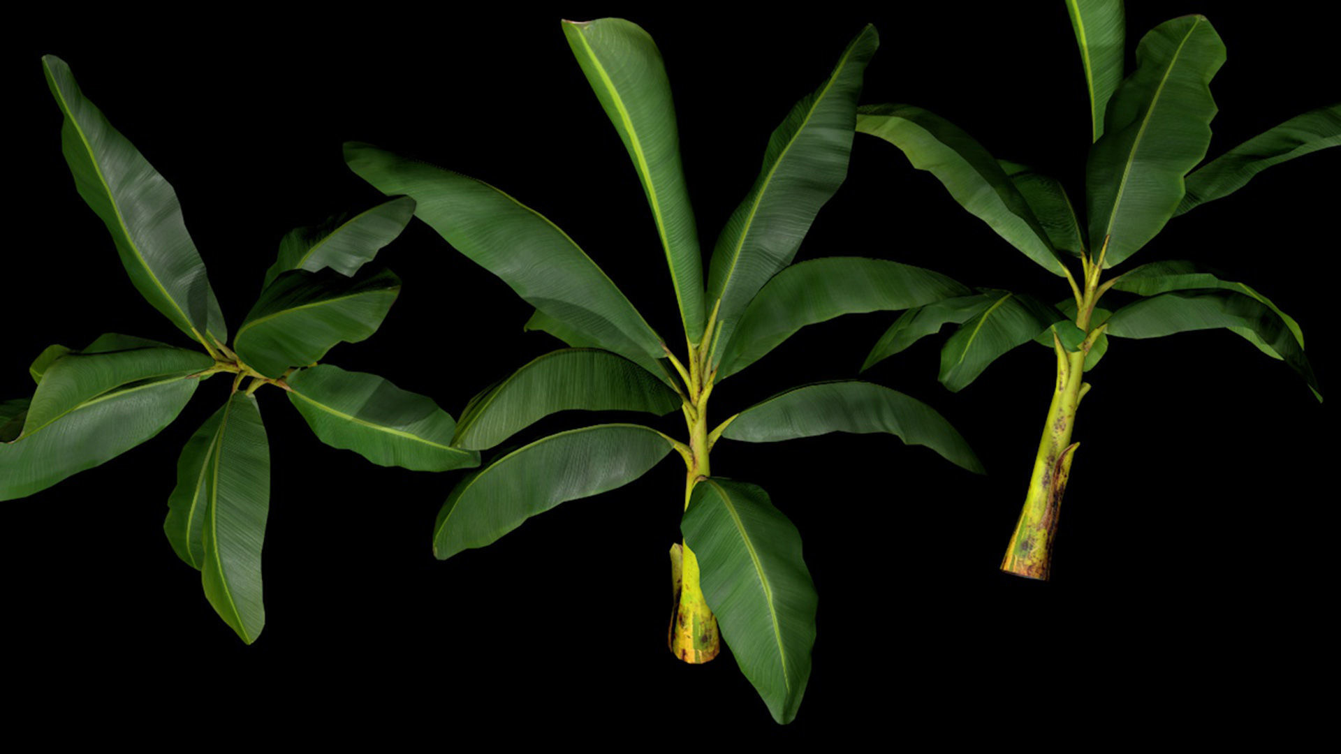 Banana Tree R3 3D model_4