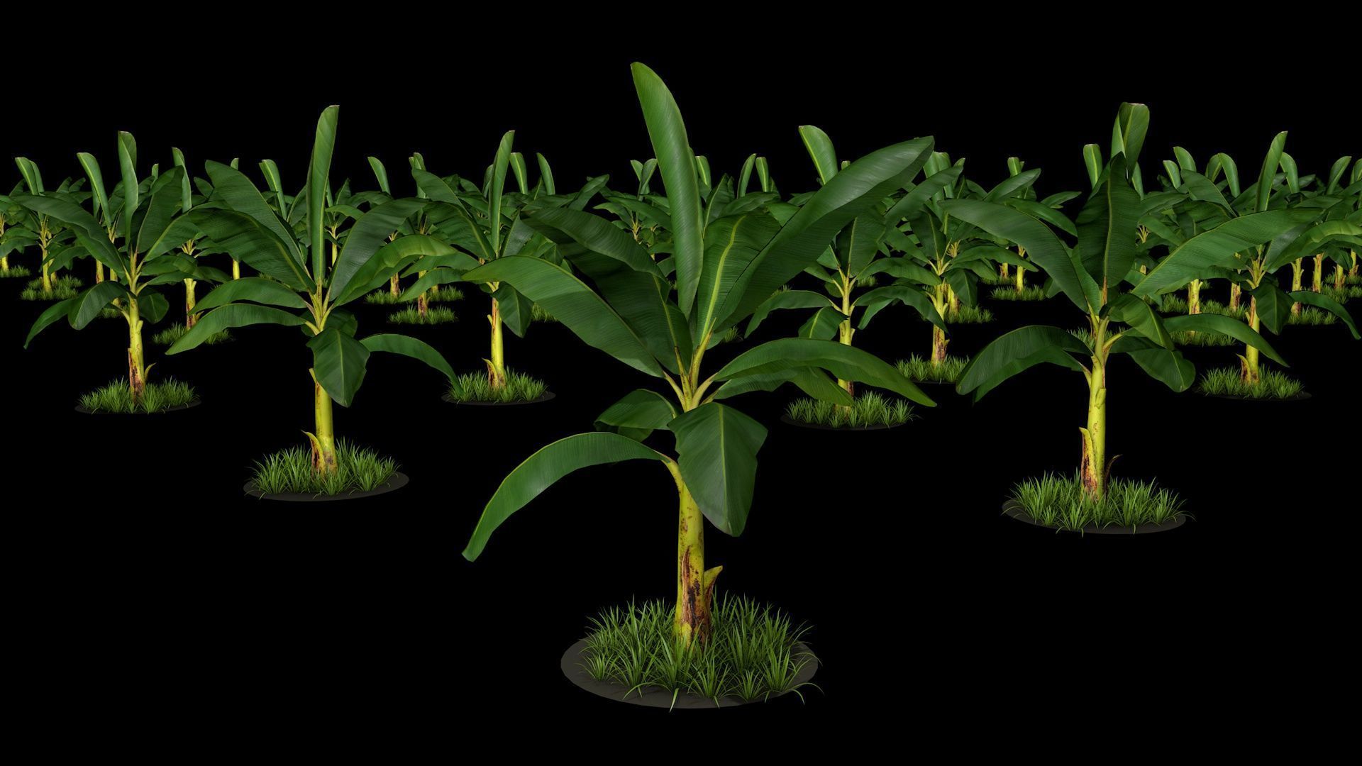 Banana Tree R3 3D model_3