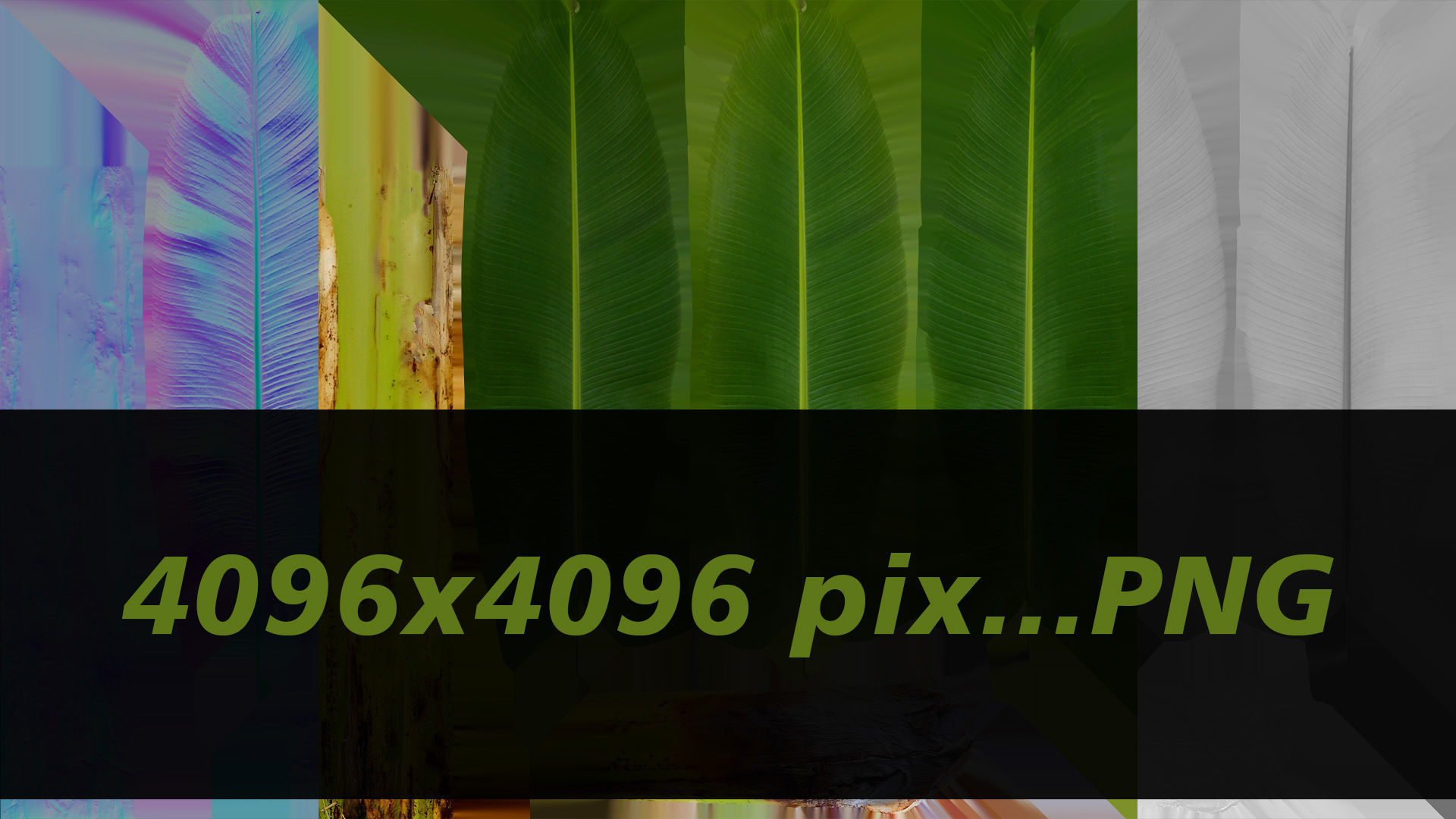 Banana Tree R3 3D model_8