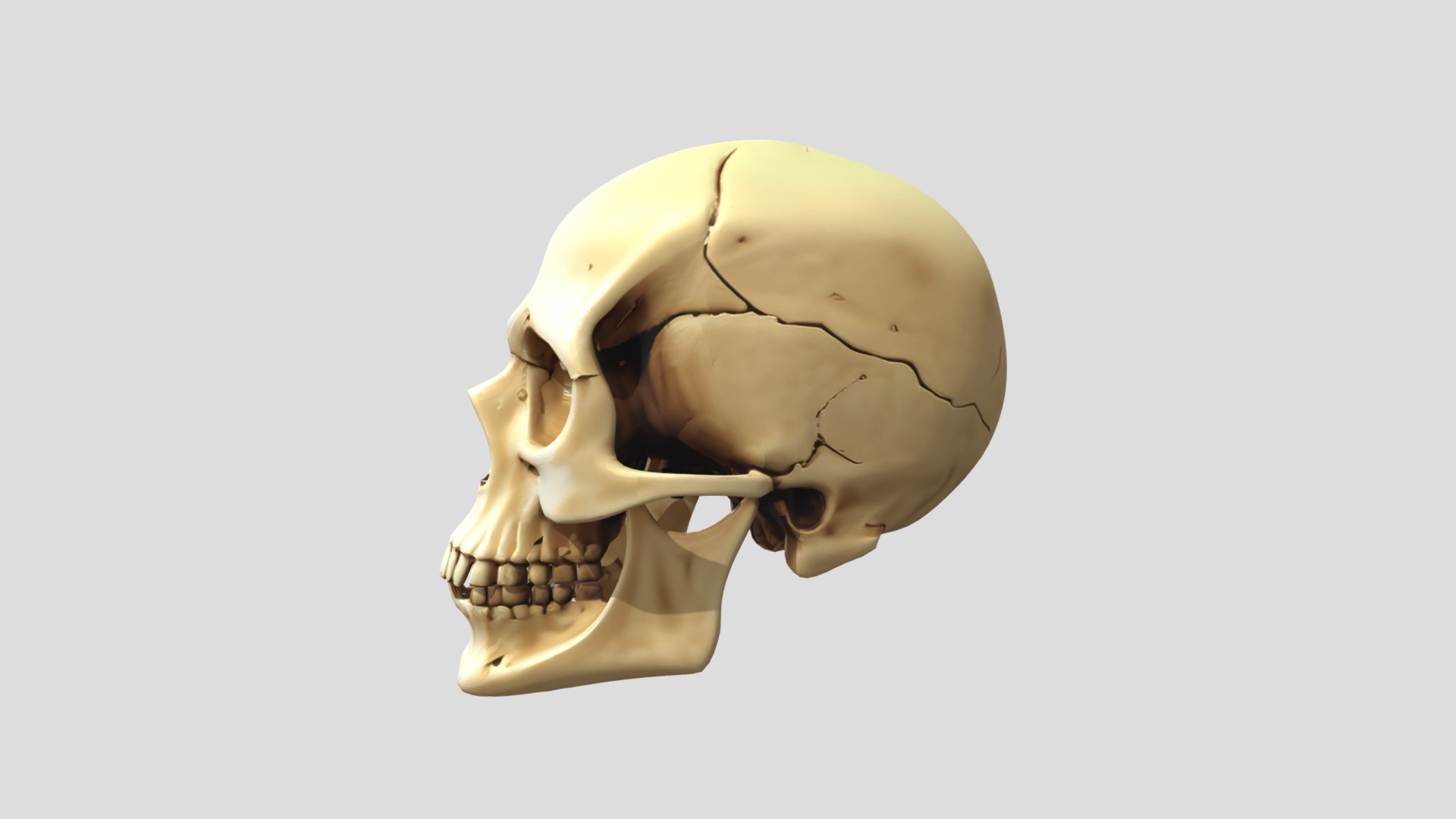 3D Human SKull 3D model_3