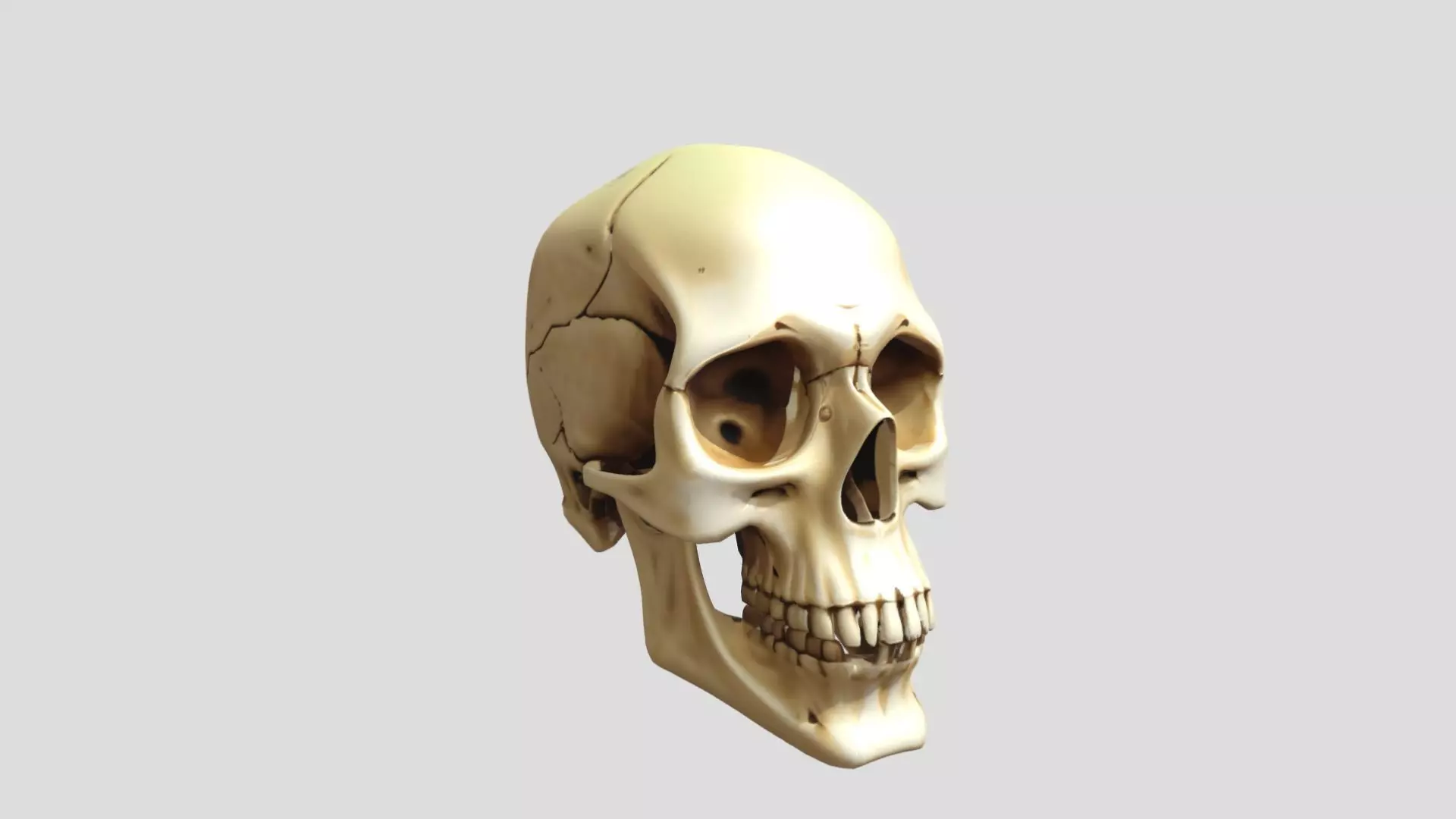 3D Human SKull 3D model_0