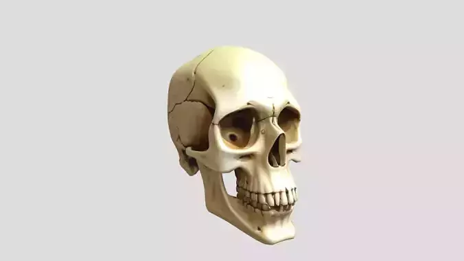 3D Human SKull